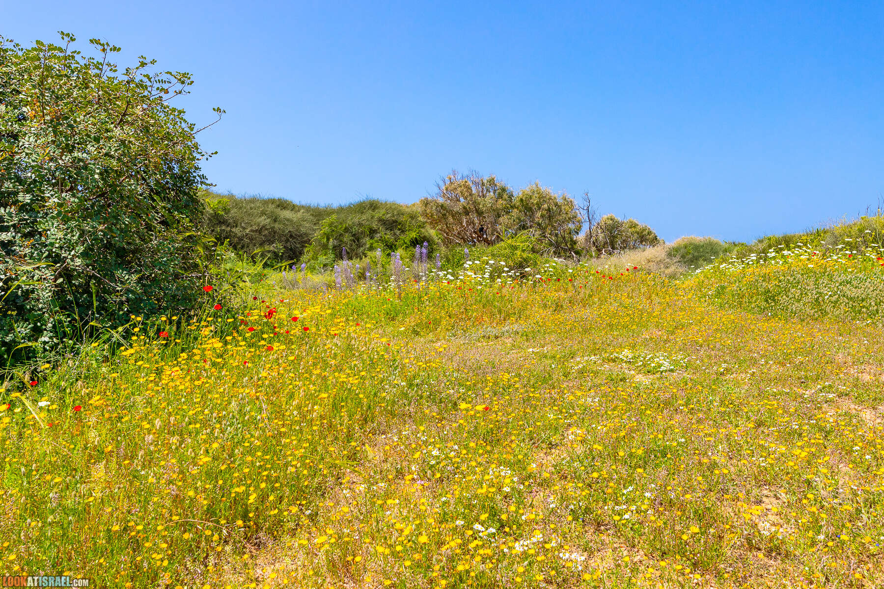 Прогулки с хвостом - маршрут для прогулки с собакой - Хоф а-Шарон
