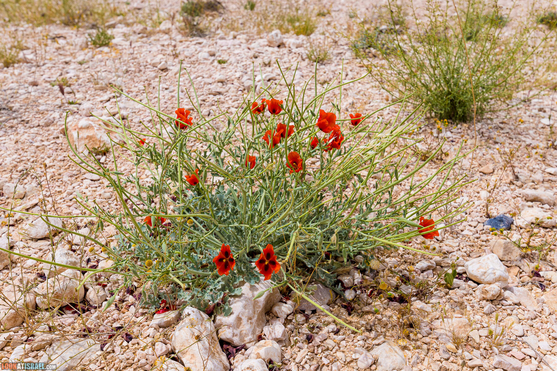 Ручей Луц, гора Карком и дорога номер 10