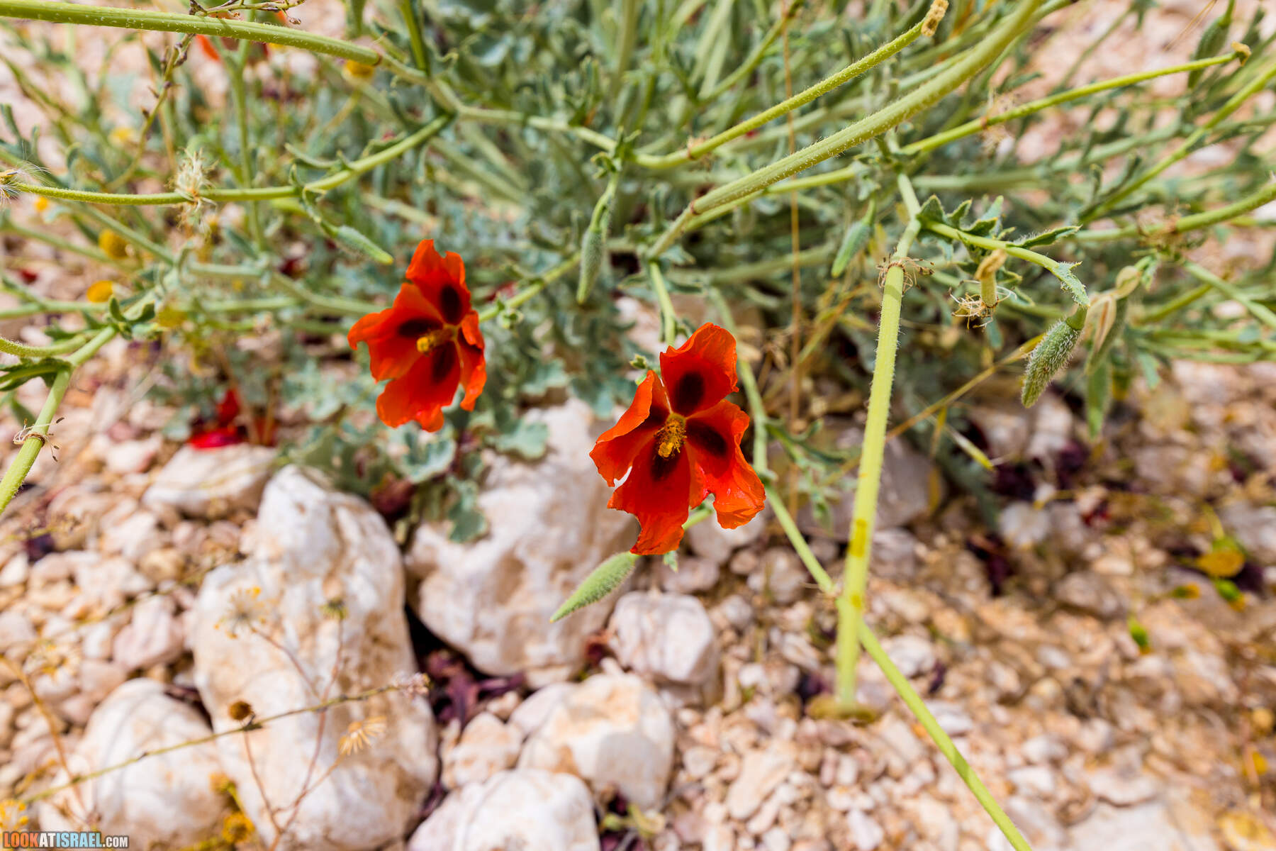 Ручей Луц, гора Карком и дорога номер 10