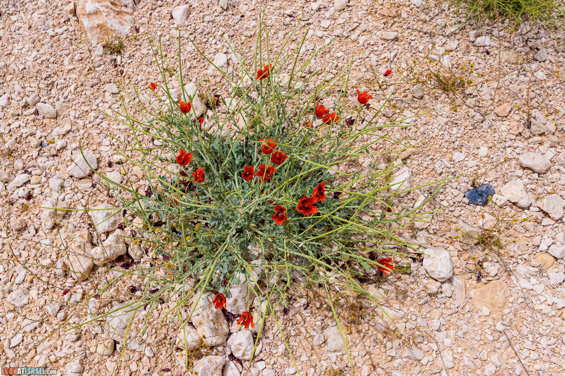 Ручей Луц, гора Карком и дорога номер 10