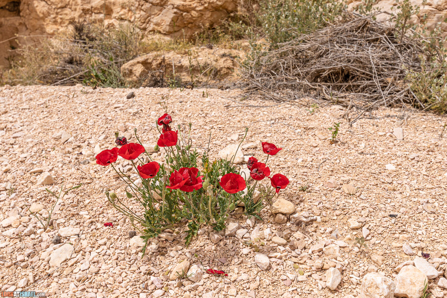 Ручей Луц, гора Карком и дорога номер 10