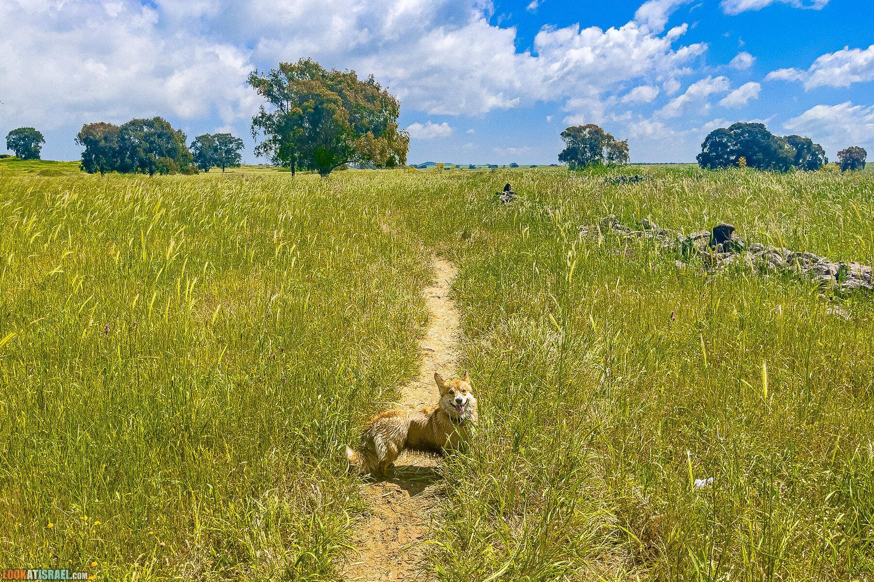 Прогулки с собакой в Израиле - Колесо духов (Руджум эль Хири)
