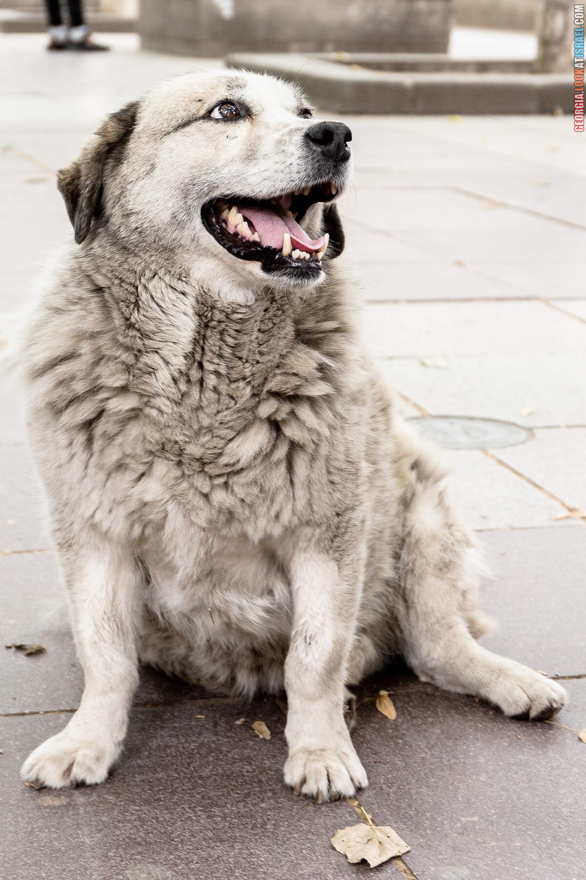 Прогулка по Тбилиси