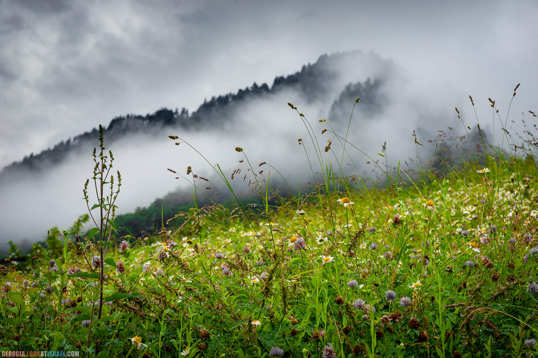Местиа (Местия), Сванетия