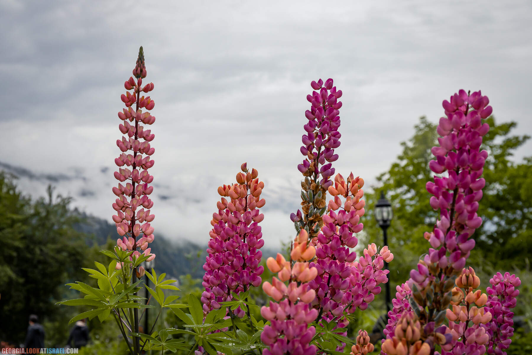 Местиа (Местия), Сванетия