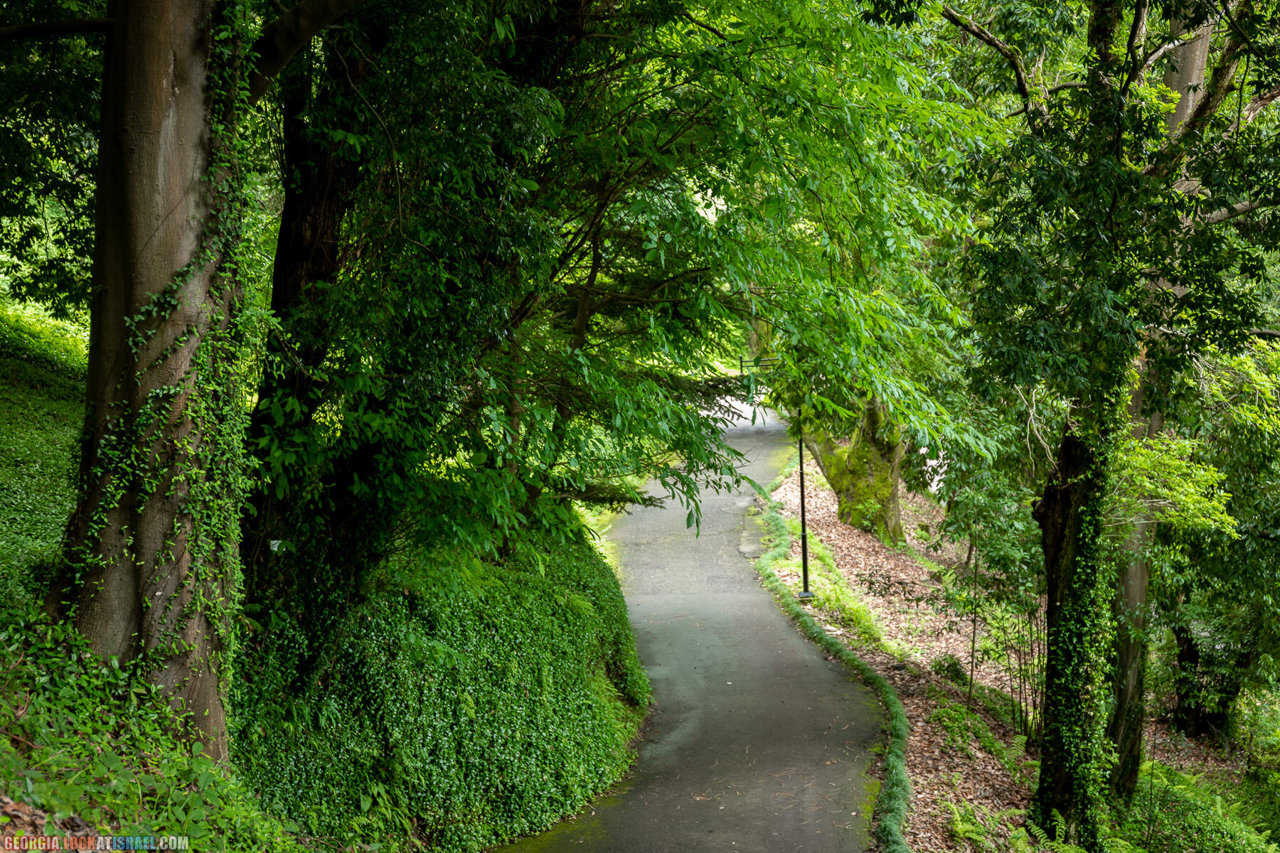 Ботанический сад Батуми