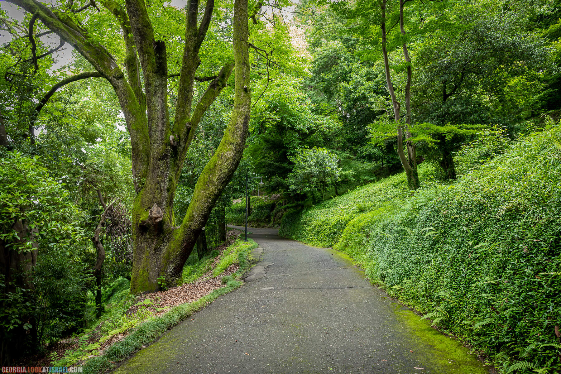 Ботанический сад Батуми