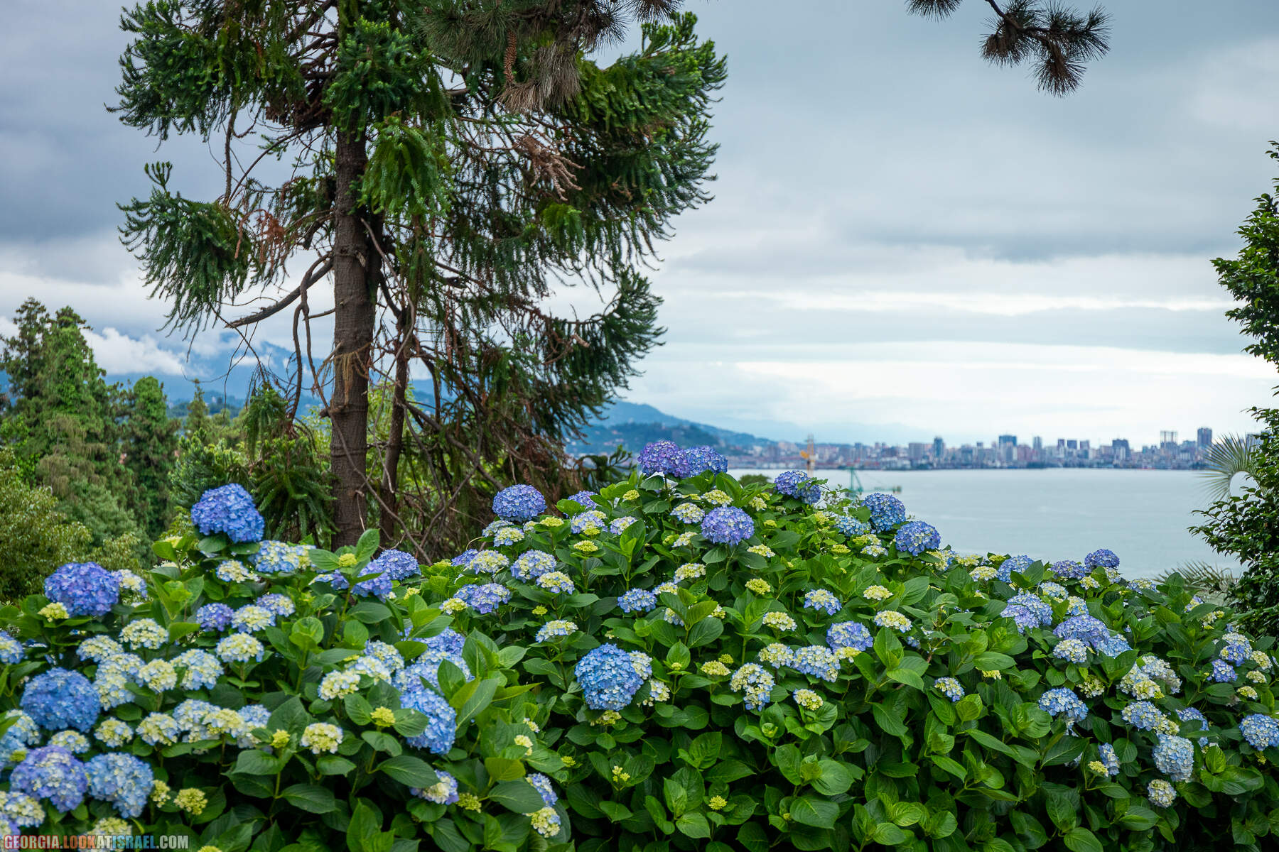 Ботанический сад Батуми