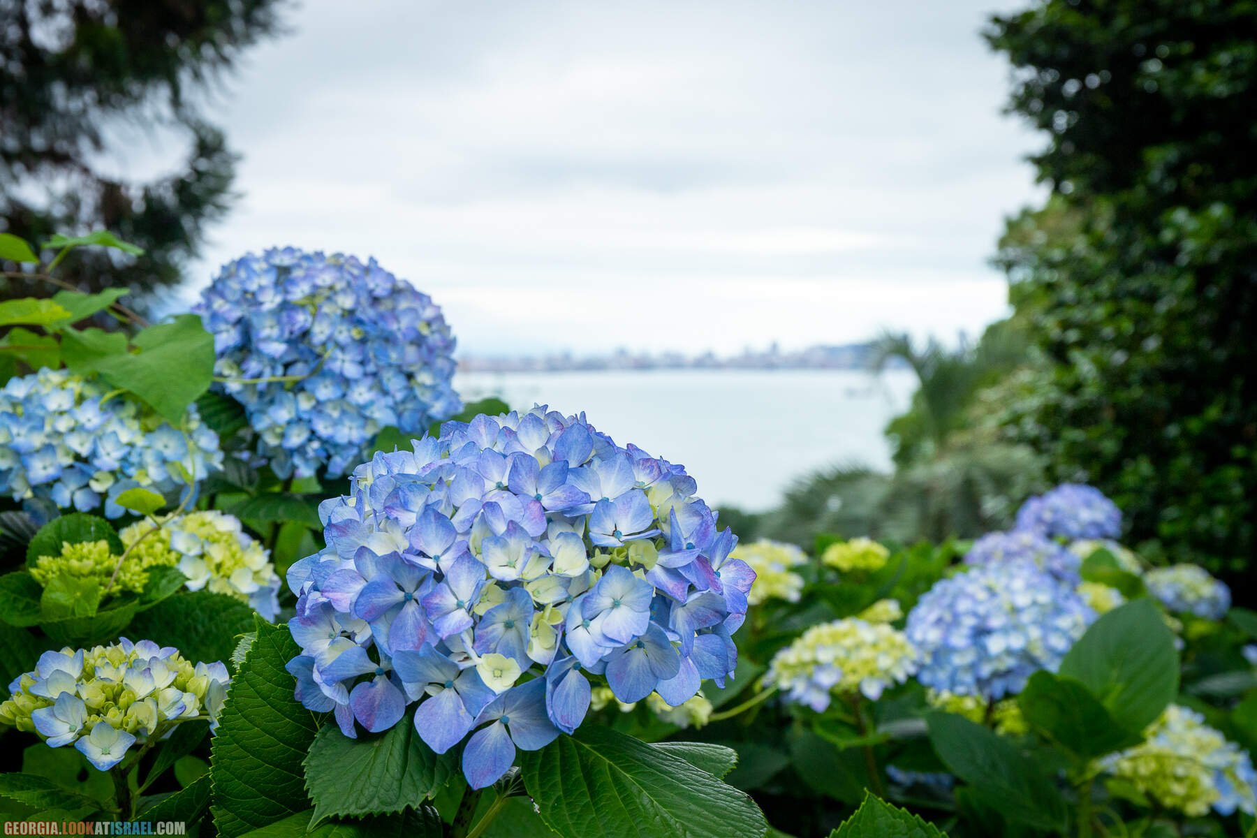 Ботанический сад Батуми