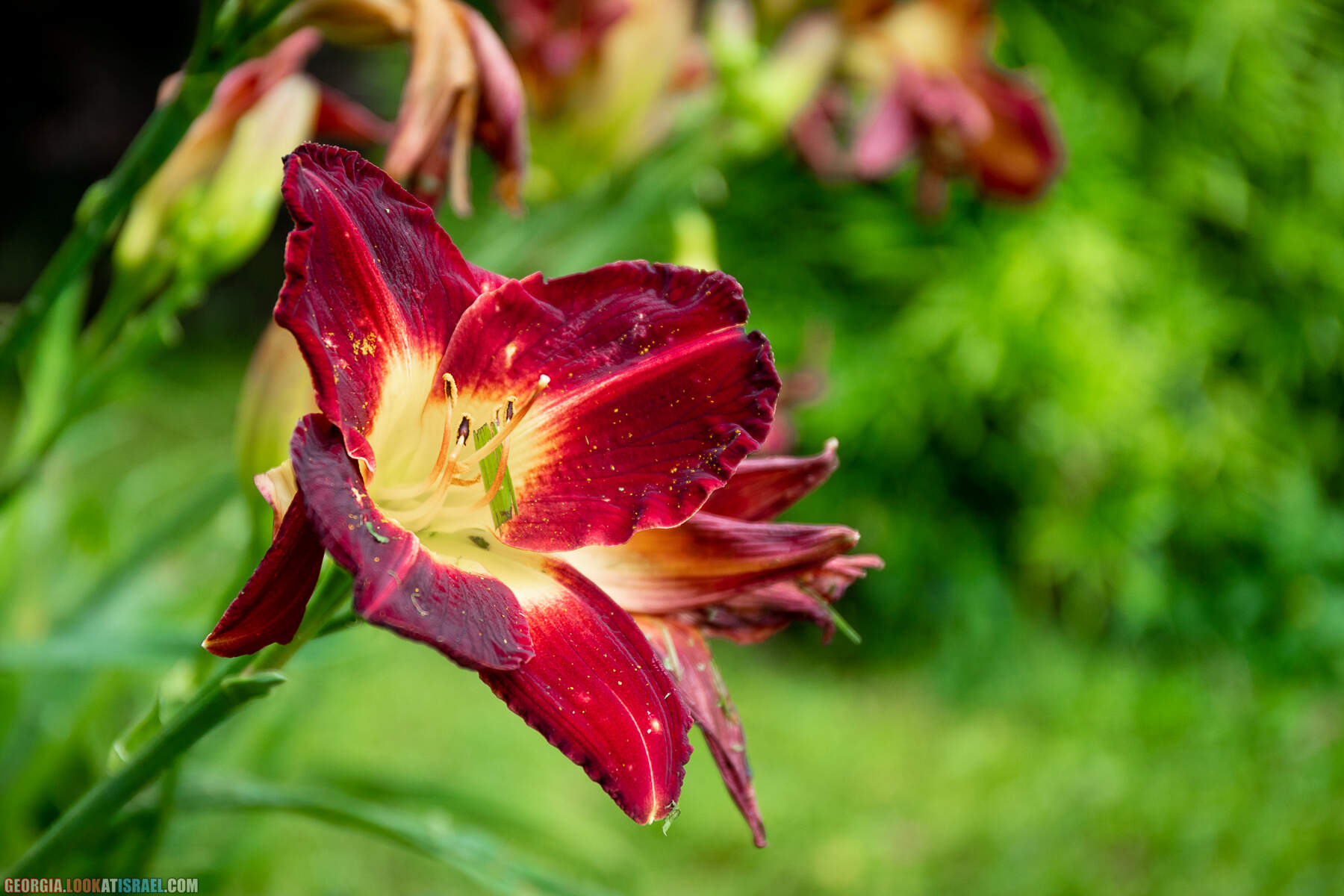 Ботанический сад Батуми