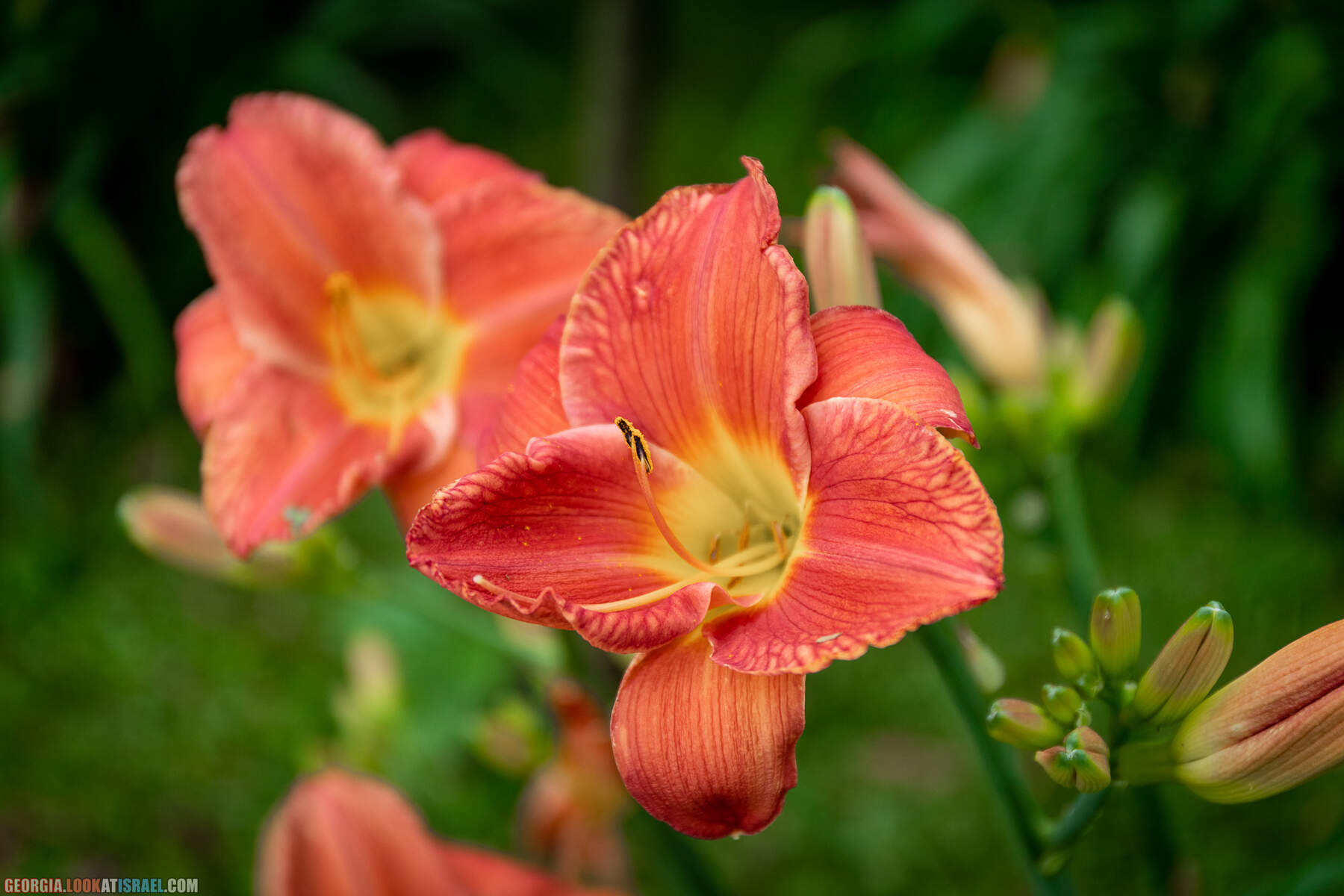 Ботанический сад Батуми