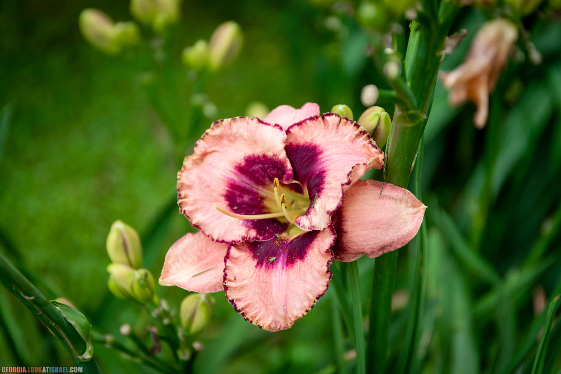 Ботанический сад Батуми