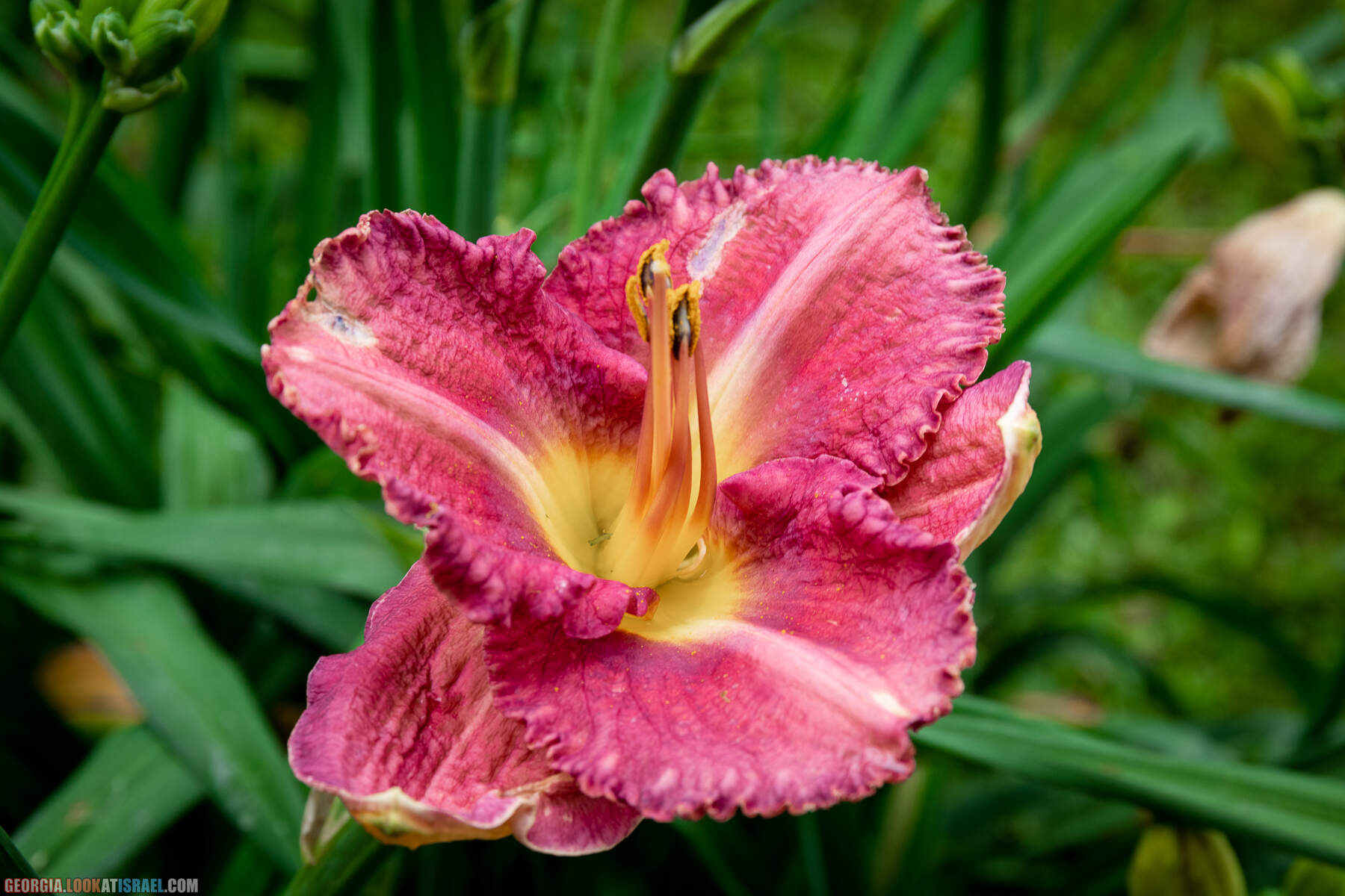 Ботанический сад Батуми