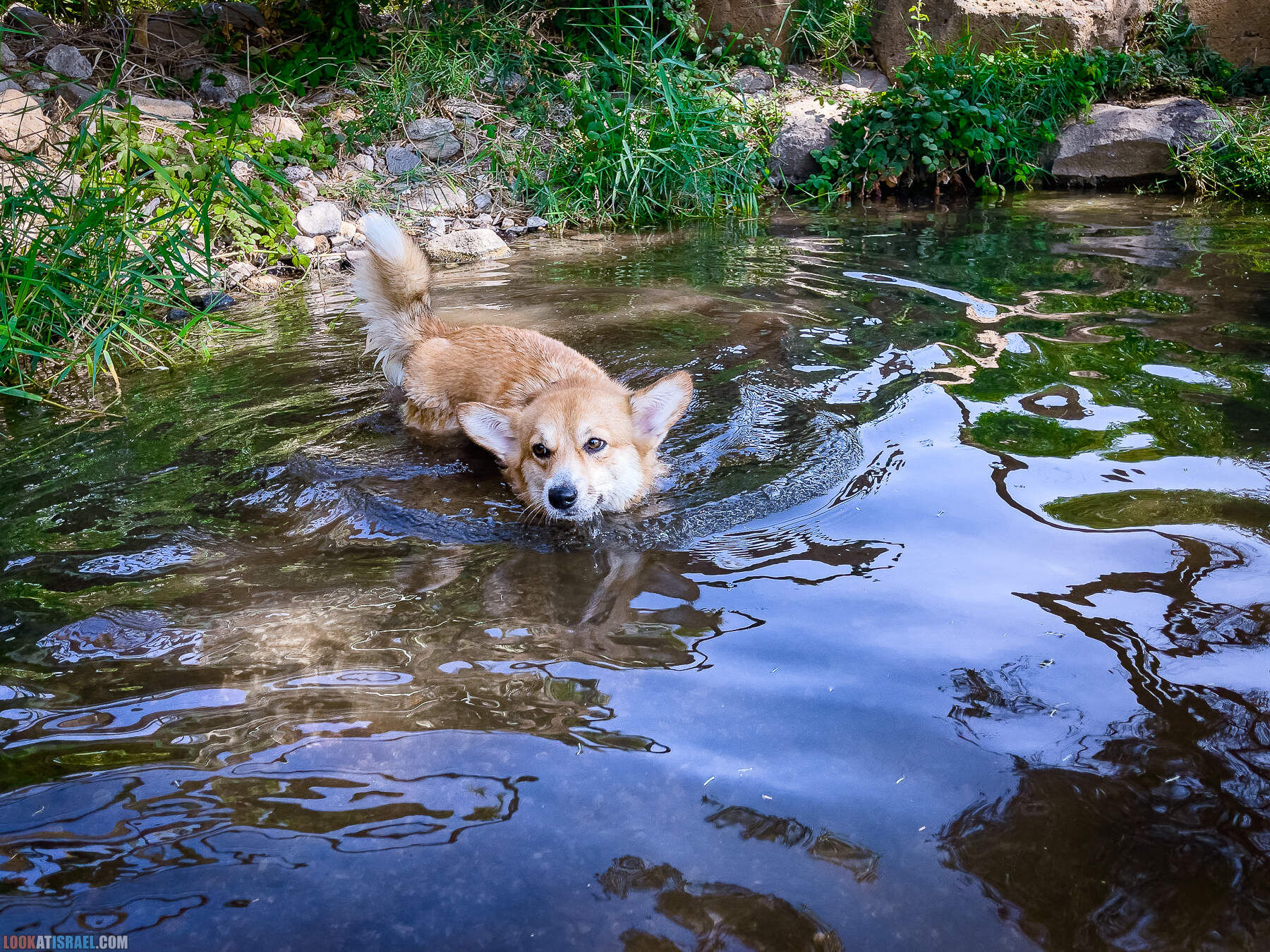 Родники и источники Голанских высот - Эйн Аков / Эйн Окев / Эйн Тауфик - עין עוקב / עין עקוב / עין תאופיק