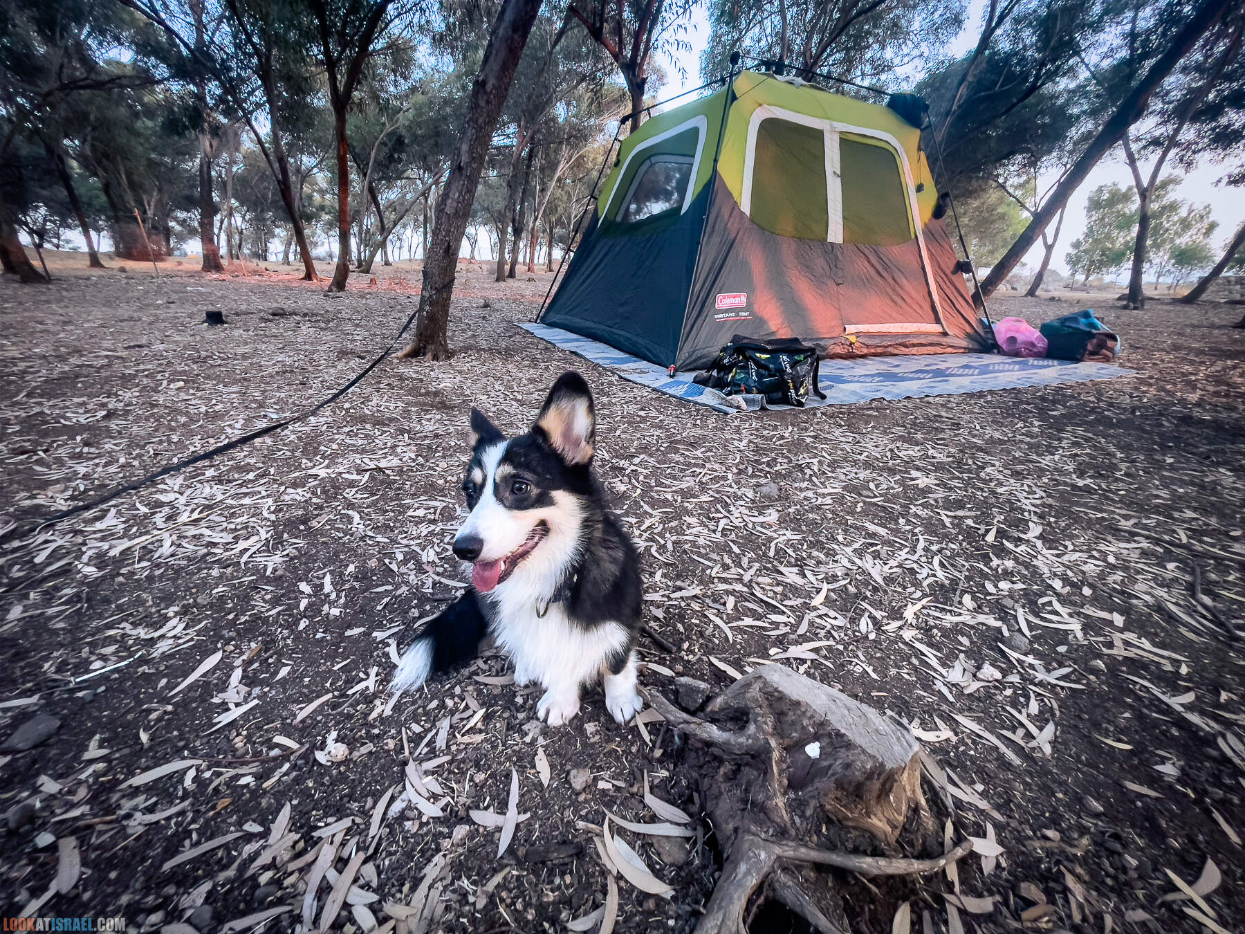 Корги Кая на кемпинге на Голанских высотах