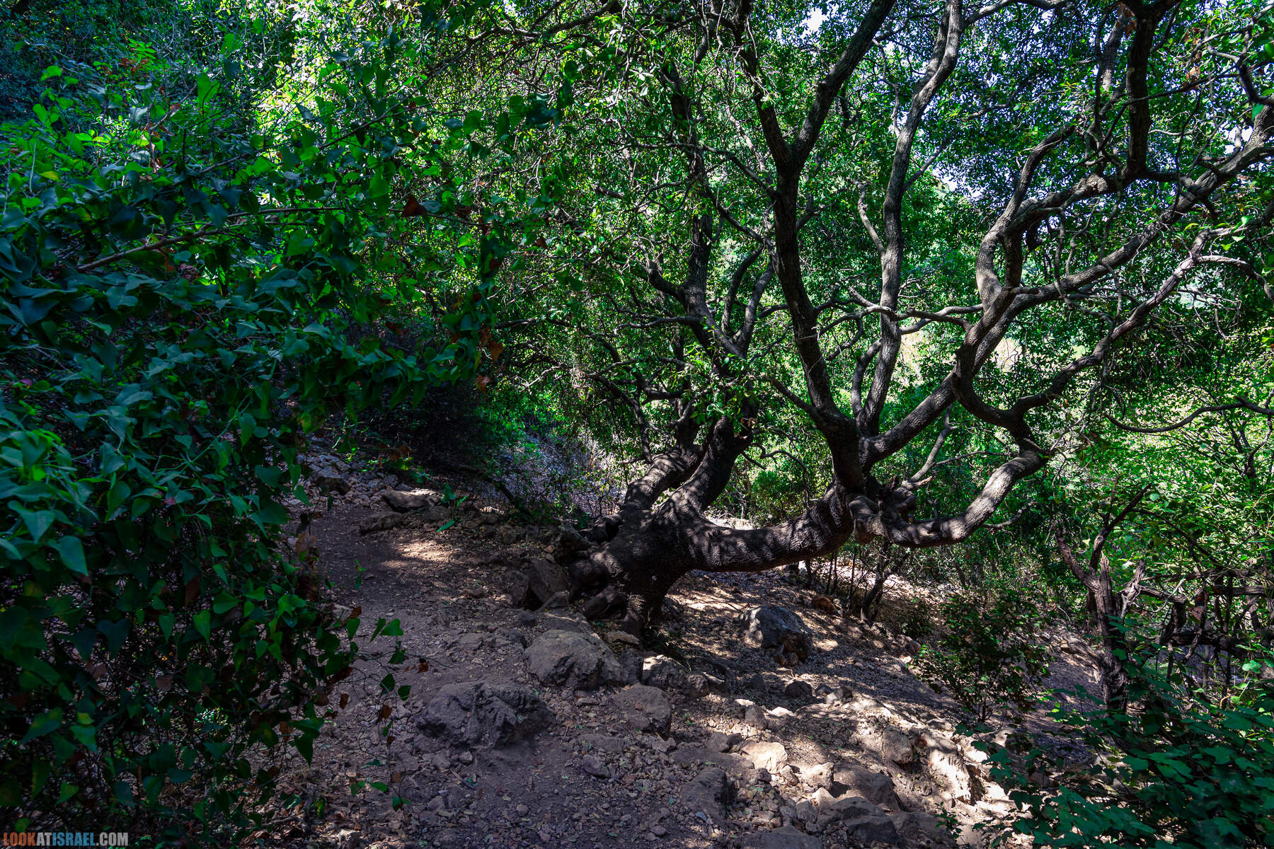 Неизвестный известный Кзив - Человек на стене, Эйн Зив