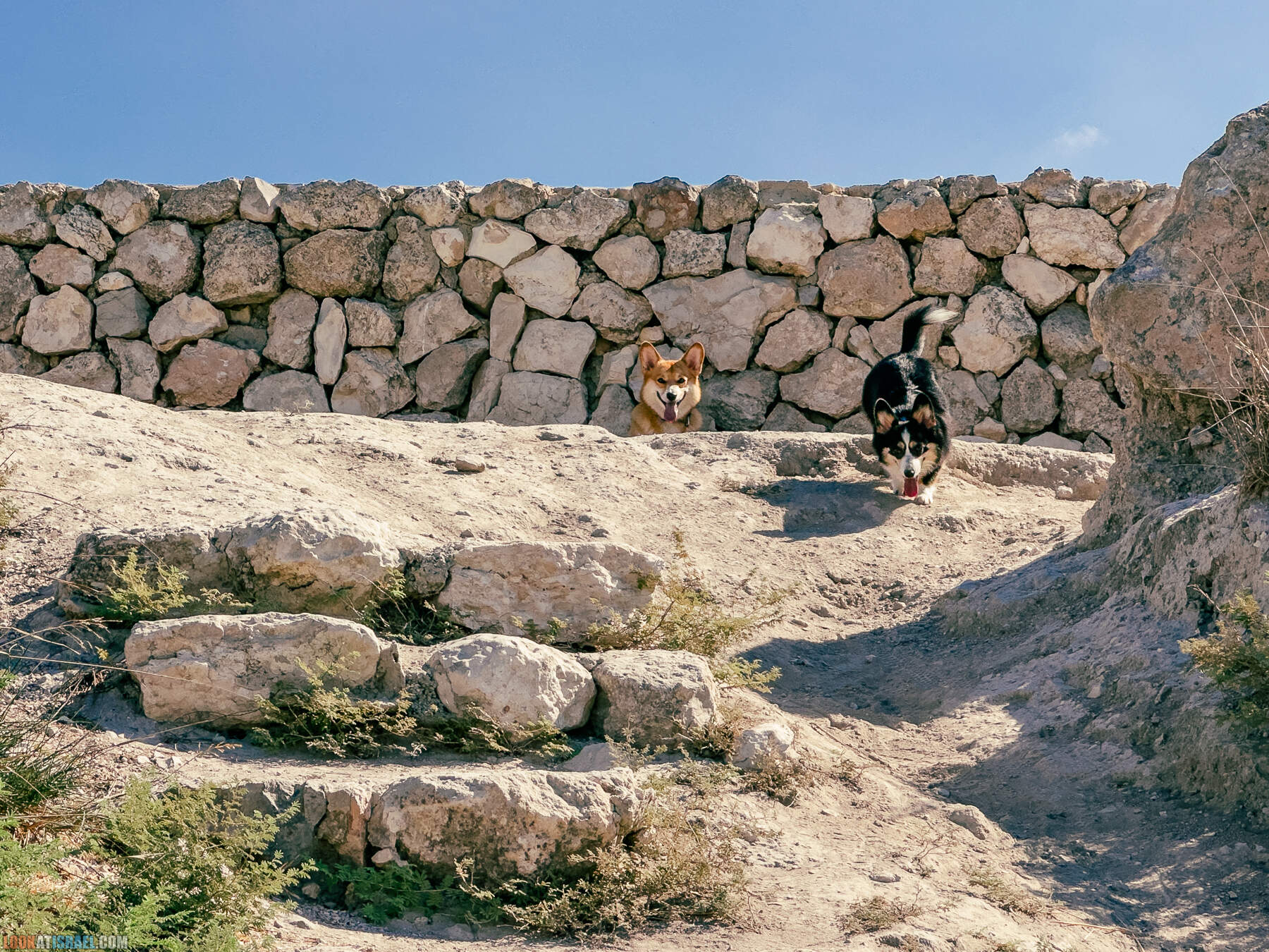 Прогулки с хвостом - маршрут для прогулок с собакой - Тель Гезер после пожара