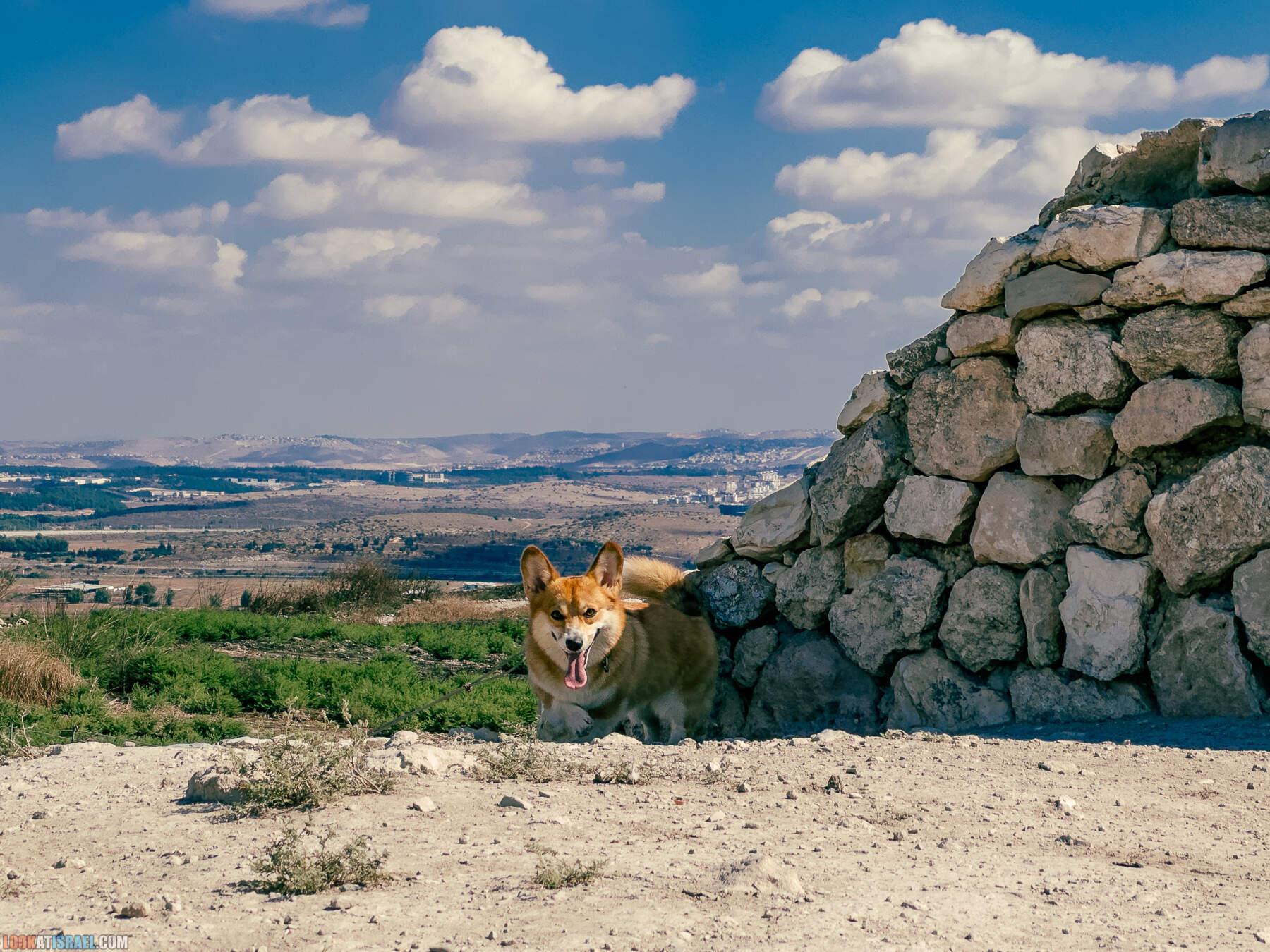 Прогулки с хвостом - маршрут для прогулок с собакой - Тель Гезер после пожара