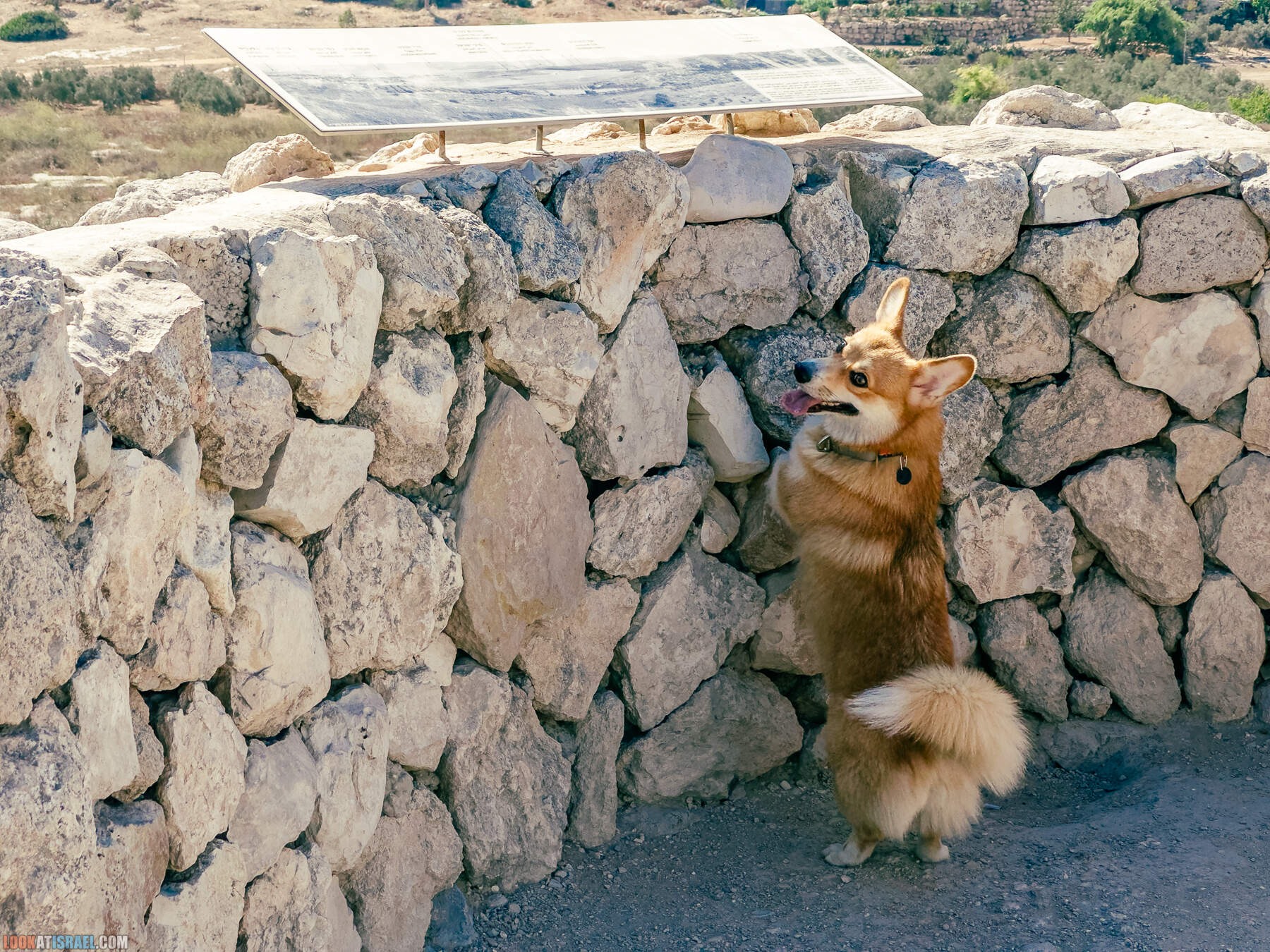 Прогулки с хвостом - маршрут для прогулок с собакой - Тель Гезер после пожара