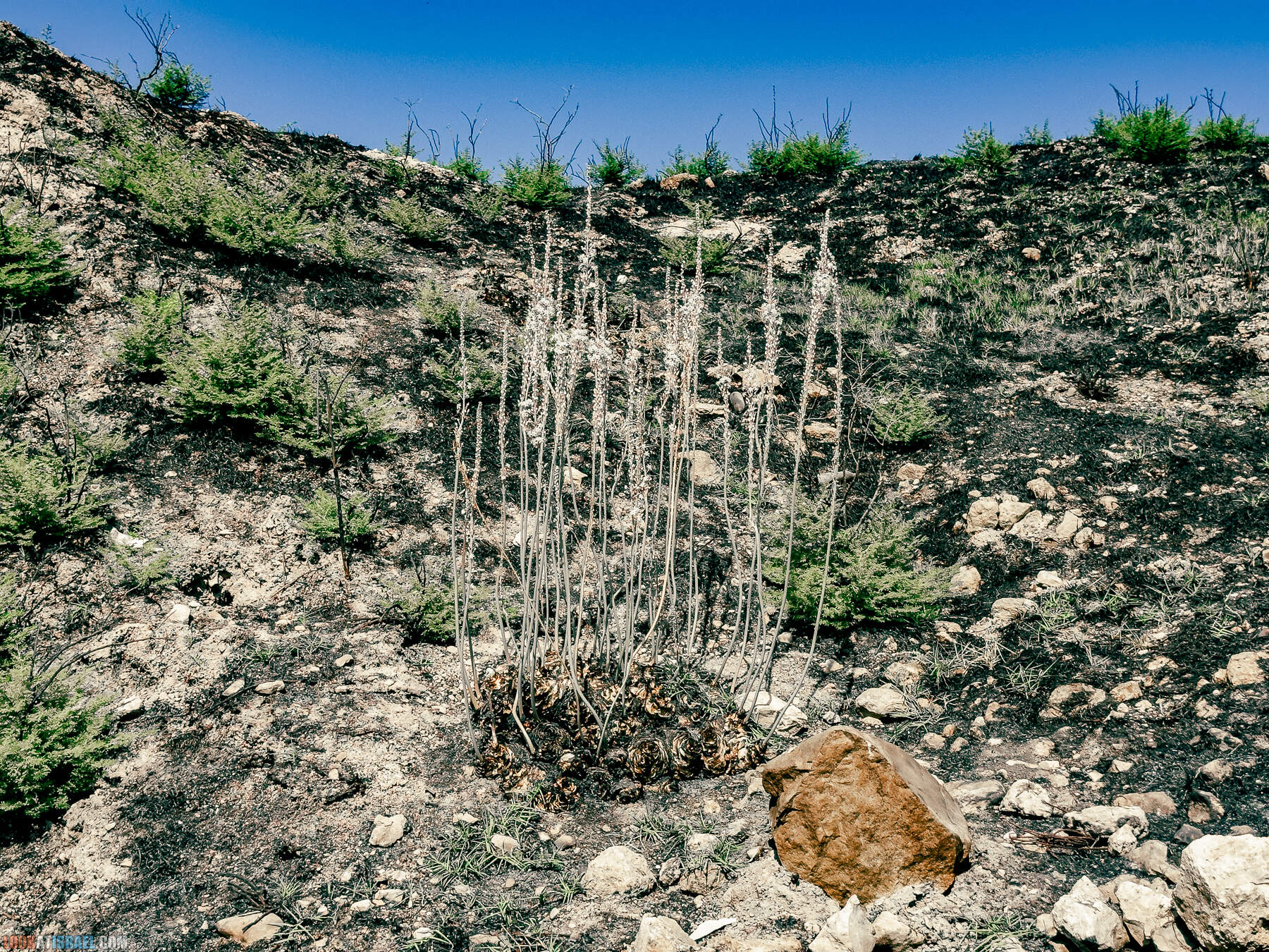 Прогулки с хвостом - маршрут для прогулок с собакой - Тель Гезер после пожара