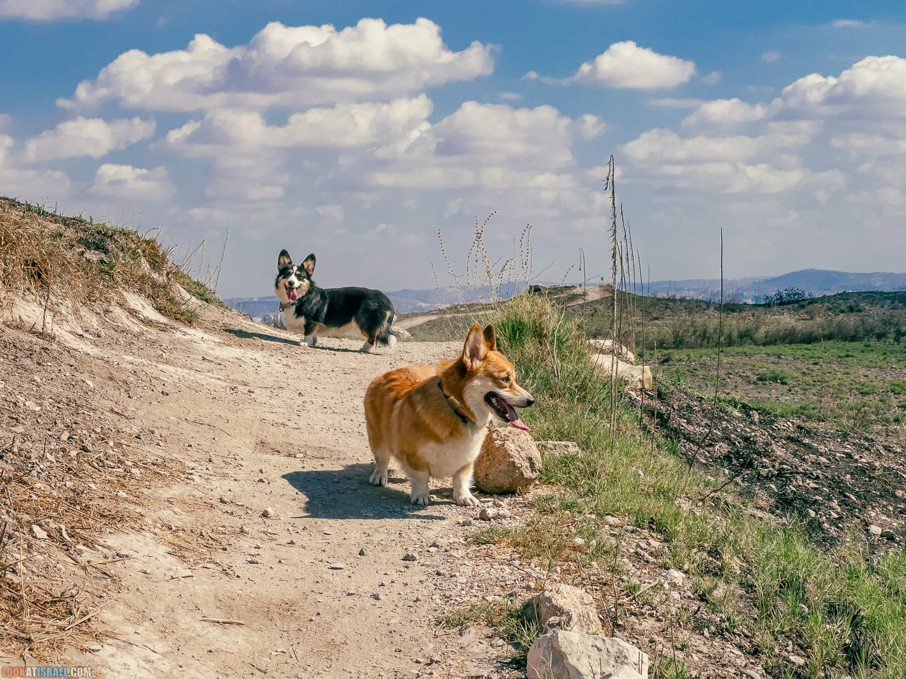 Прогулки с хвостом - маршрут для прогулок с собакой - Тель Гезер после пожара