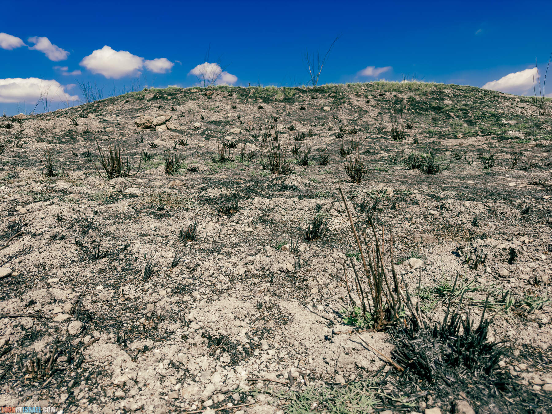 Прогулки с хвостом - маршрут для прогулок с собакой - Тель Гезер после пожара