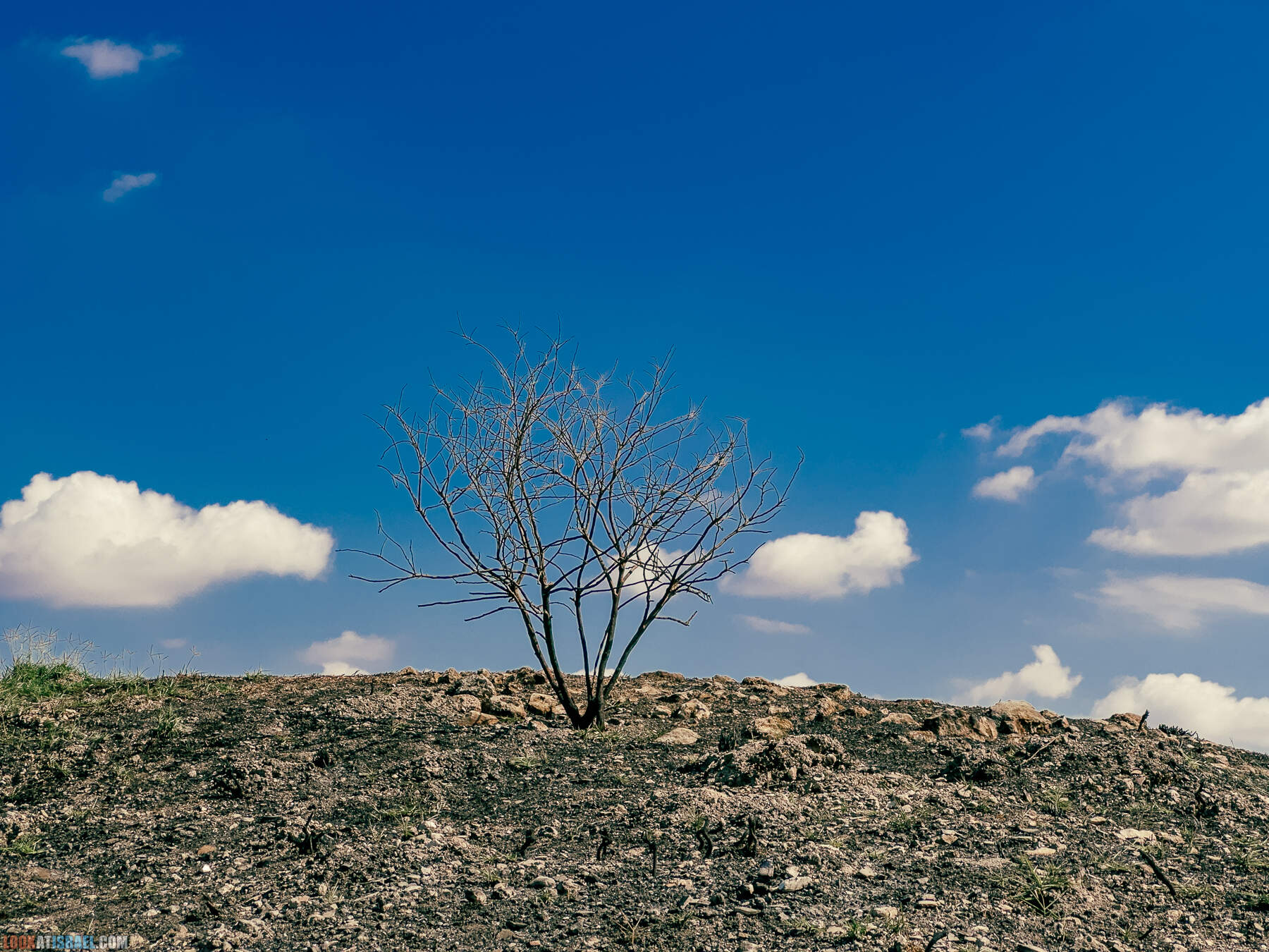 Прогулки с хвостом - маршрут для прогулок с собакой - Тель Гезер после пожара