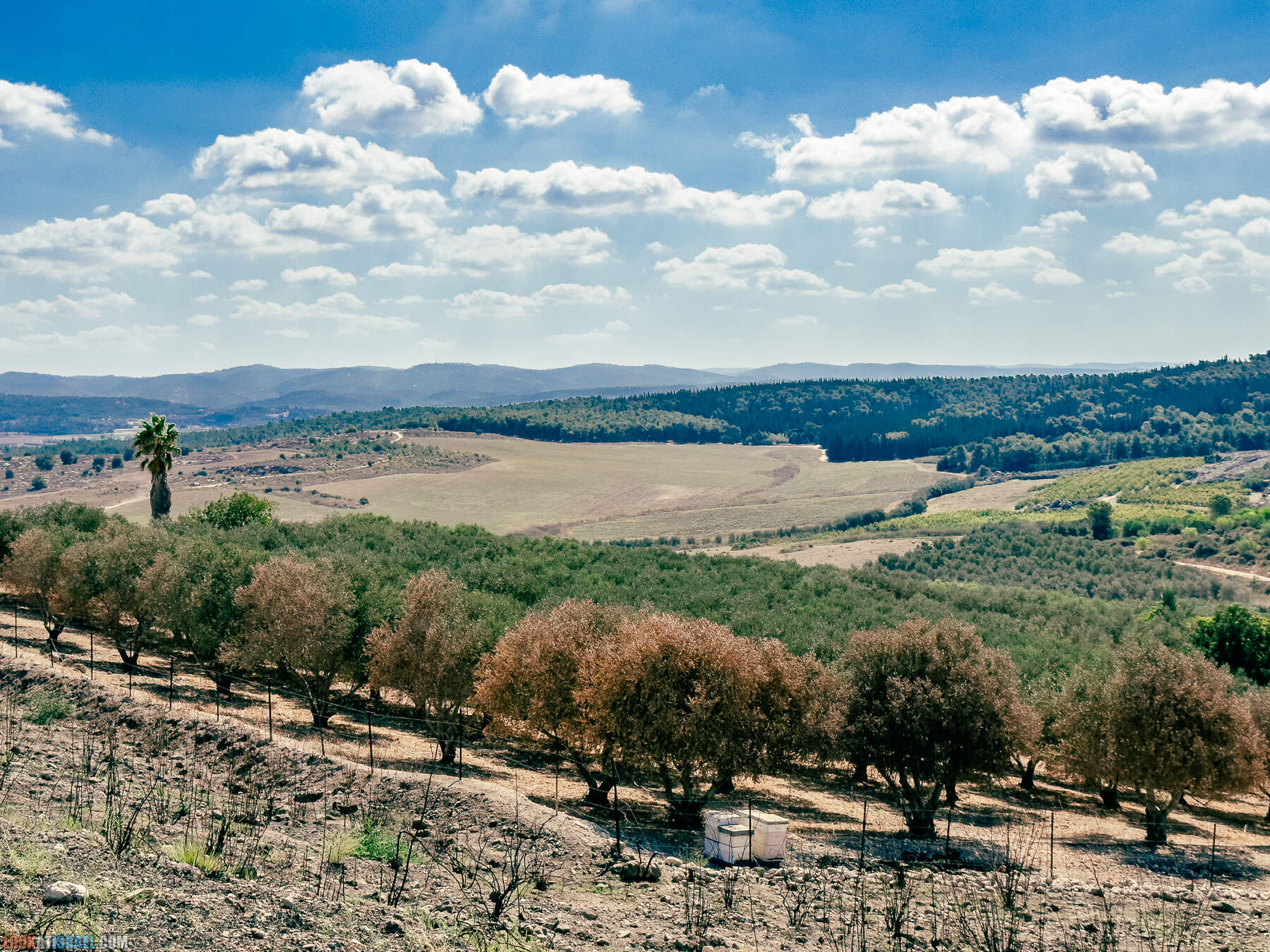 Прогулки с хвостом - маршрут для прогулок с собакой - Тель Гезер после пожара