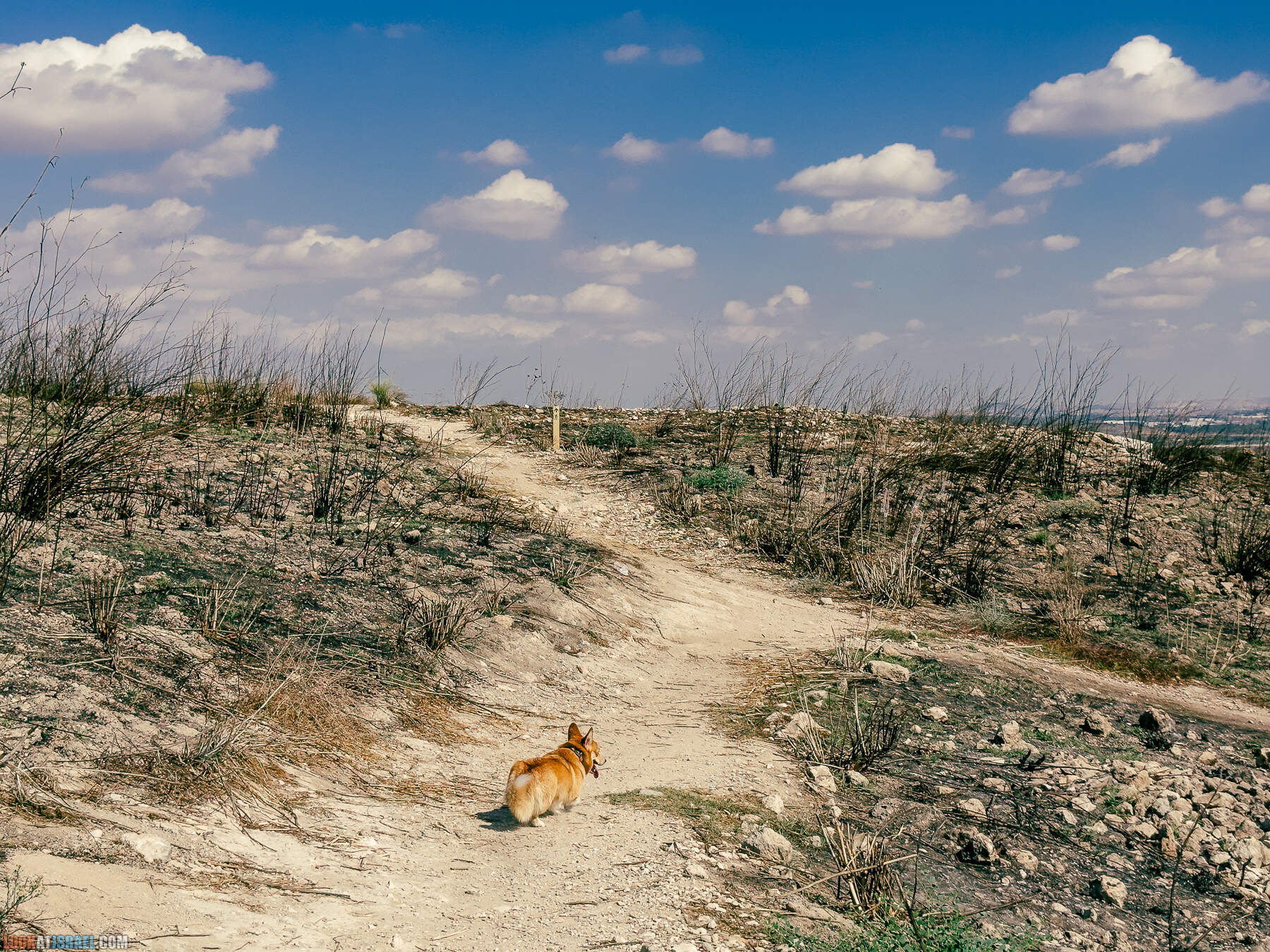Прогулки с хвостом - маршрут для прогулок с собакой - Тель Гезер после пожара