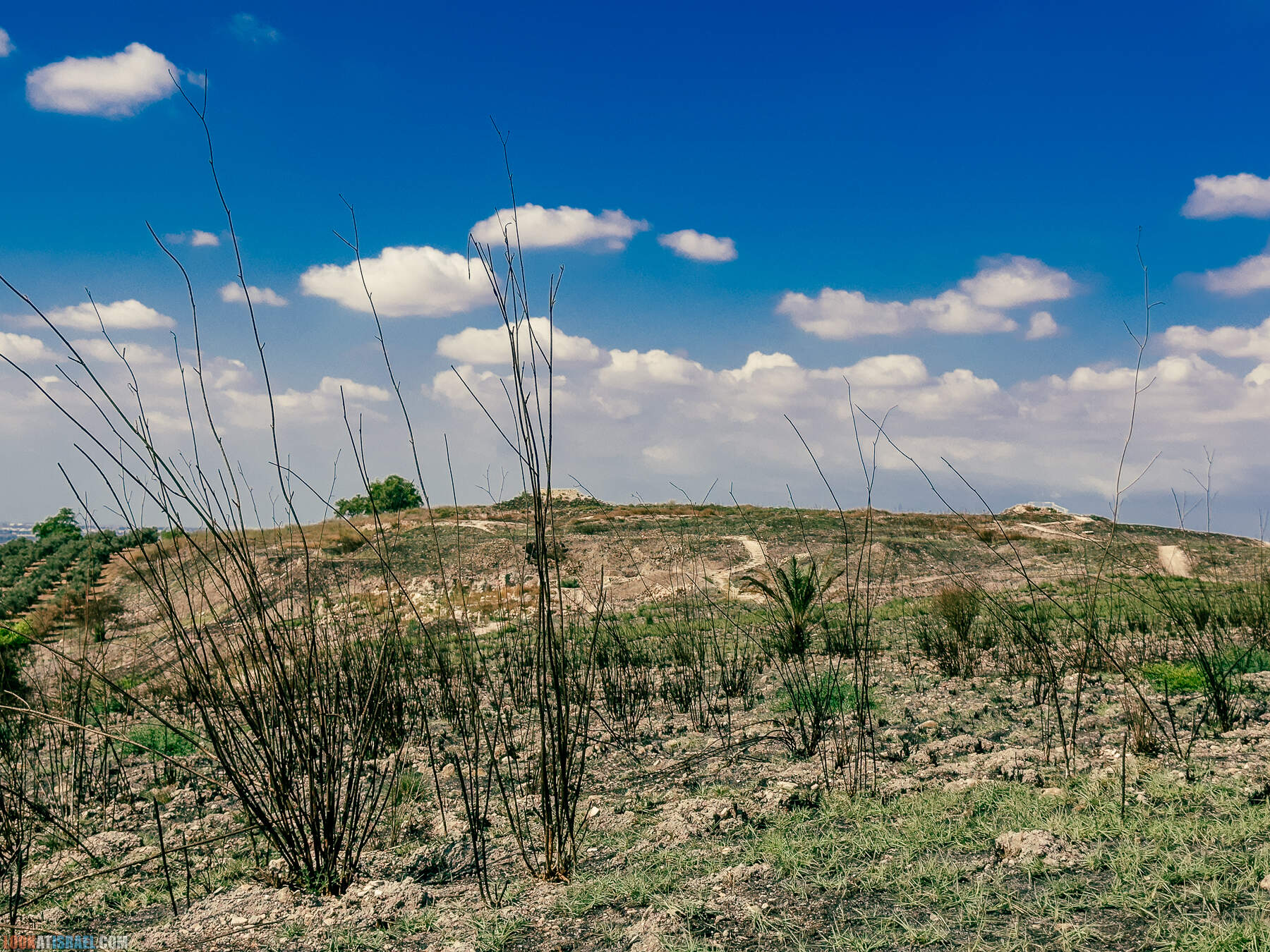 Прогулки с хвостом - маршрут для прогулок с собакой - Тель Гезер после пожара