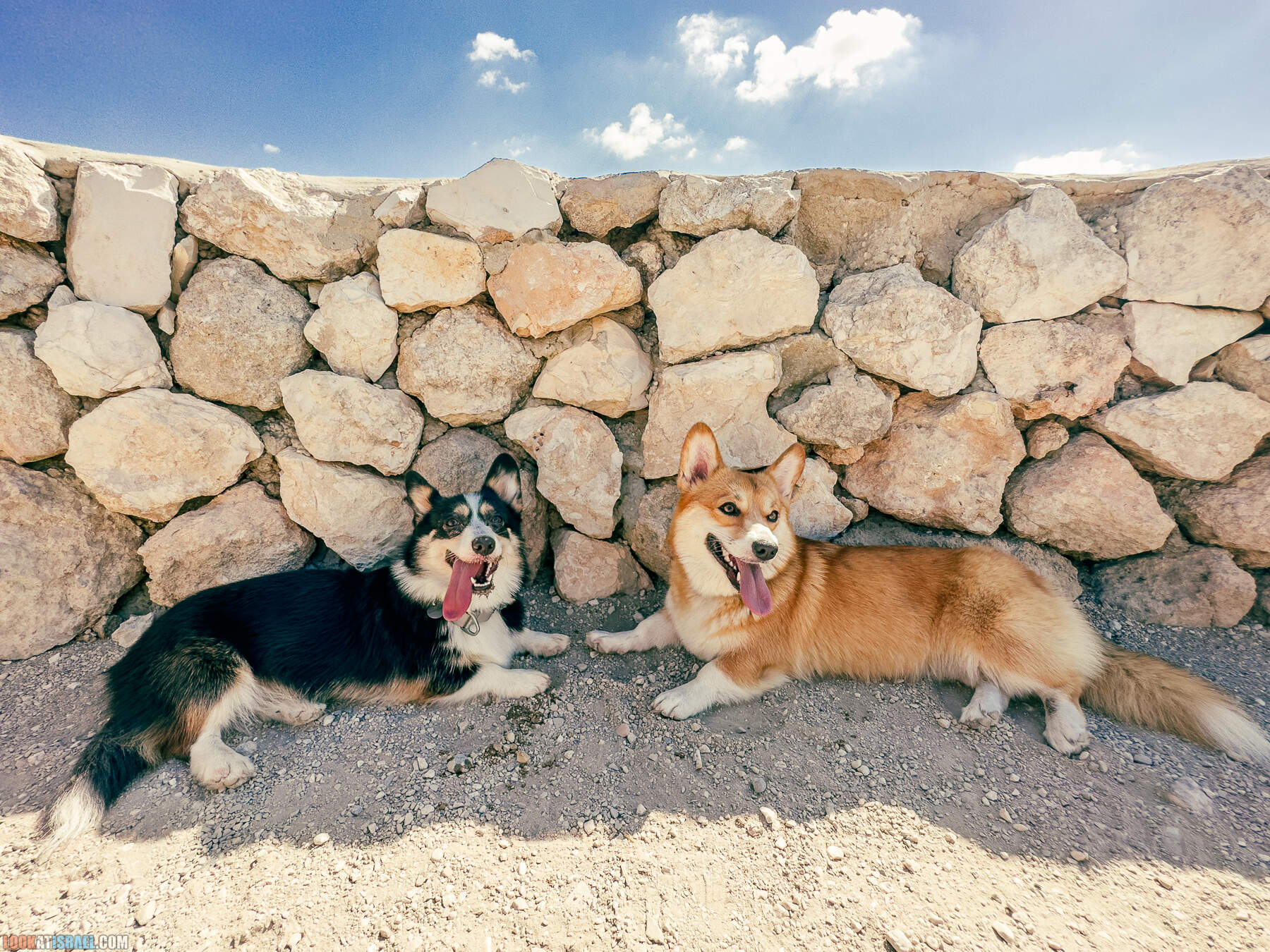 Прогулки с хвостом - маршрут для прогулок с собакой - Тель Гезер после пожара