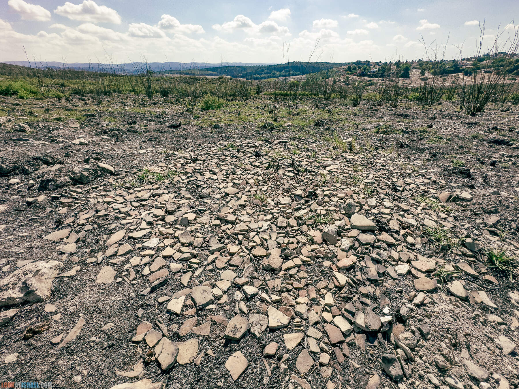 Прогулки с хвостом - маршрут для прогулок с собакой - Тель Гезер после пожара