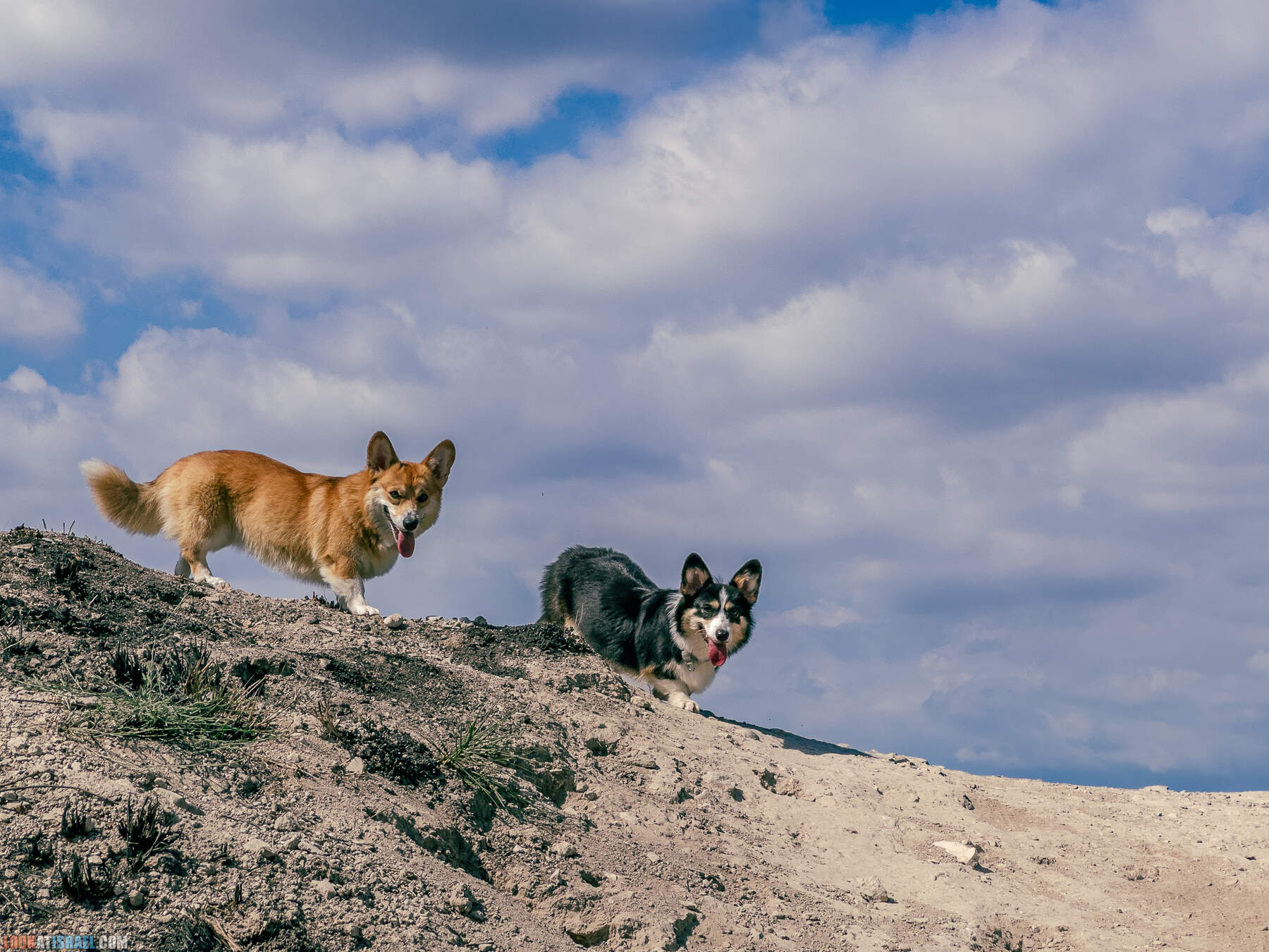 Прогулки с хвостом - маршрут для прогулок с собакой - Тель Гезер после пожара
