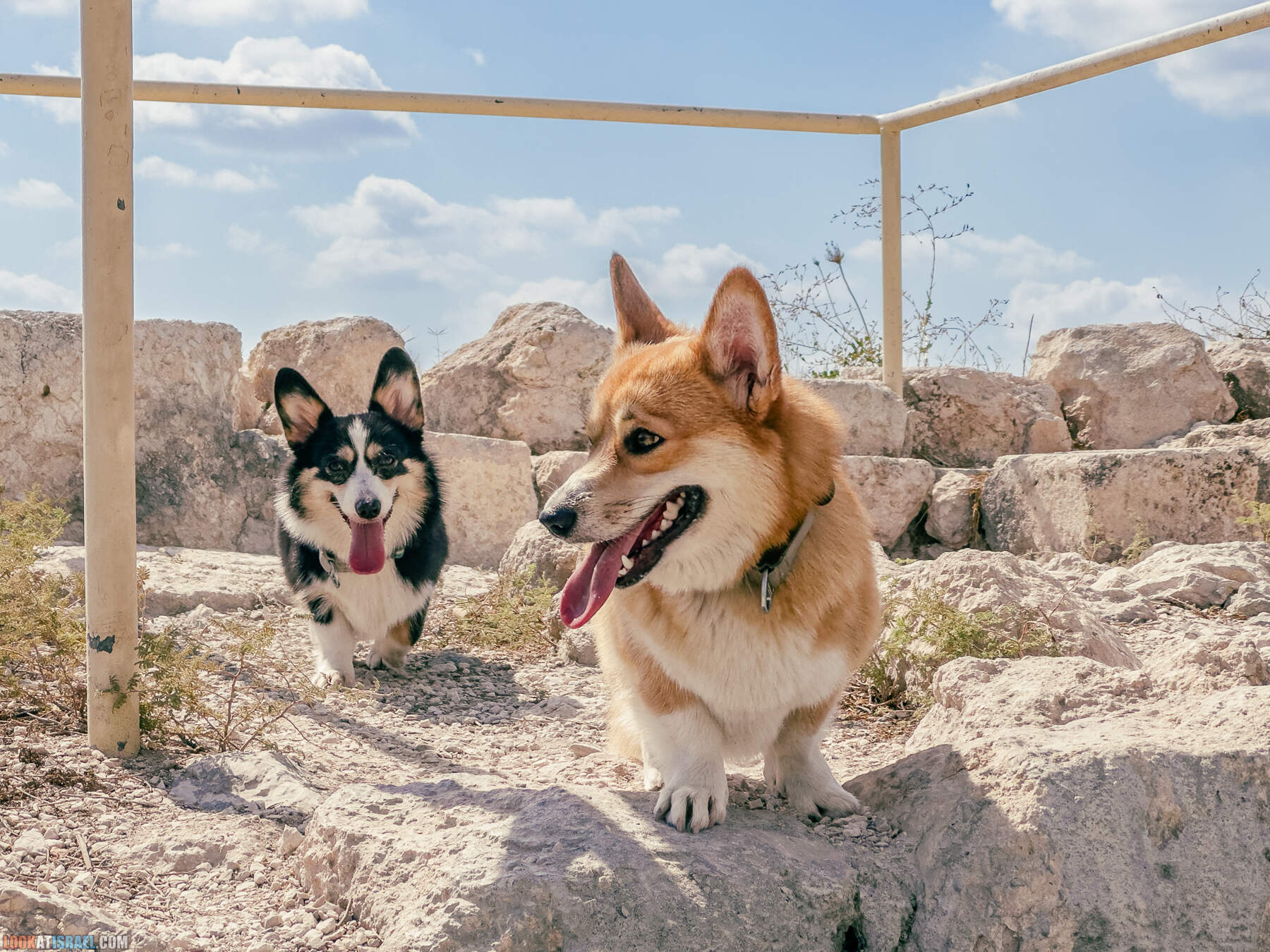 Прогулки с хвостом - маршрут для прогулок с собакой - Тель Гезер после пожара