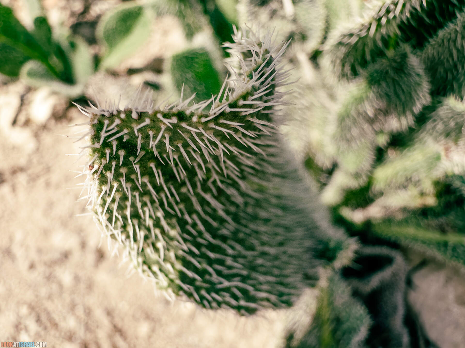 Прогулки с хвостом - маршрут для прогулок с собакой - Тель Гезер после пожара