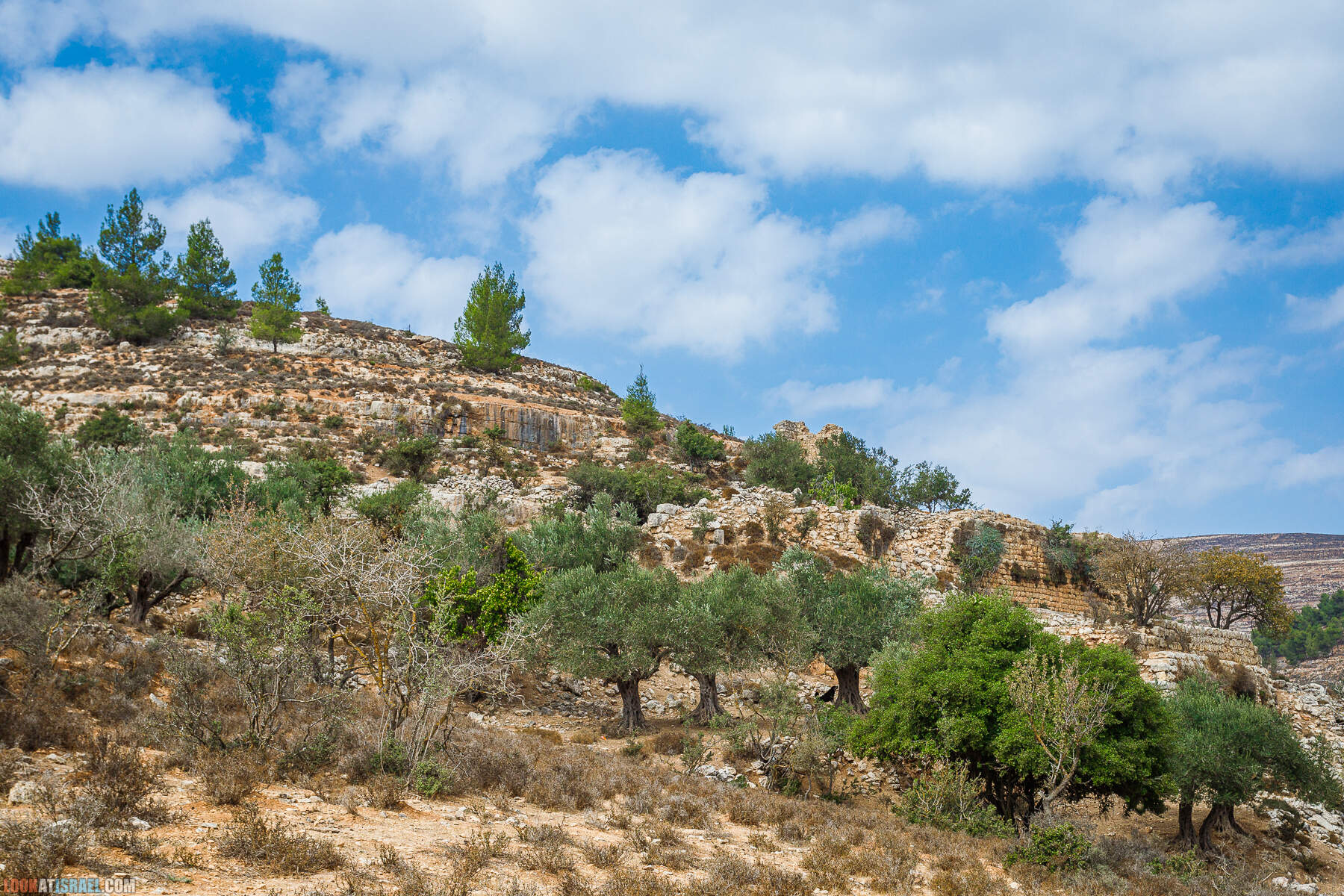 Поход вокруг Мевасерет Цион - Ущелья Халилим и Луза. Мосты Иерусалима