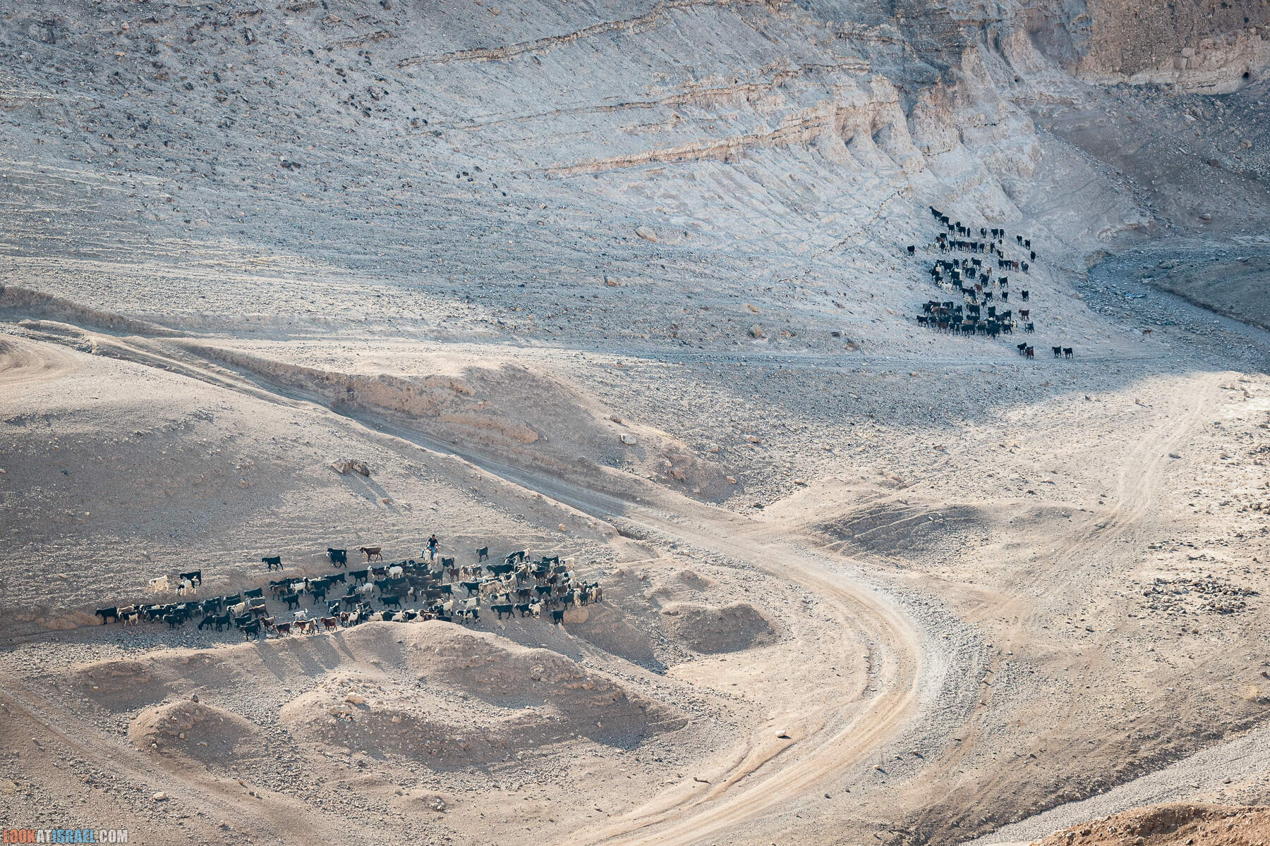 Путешествие корги на джипах по Иудейской пустыне - гора Мунтар (Азазель), монастырь Мар Саба, Гиркания, гора Рас Муакеф