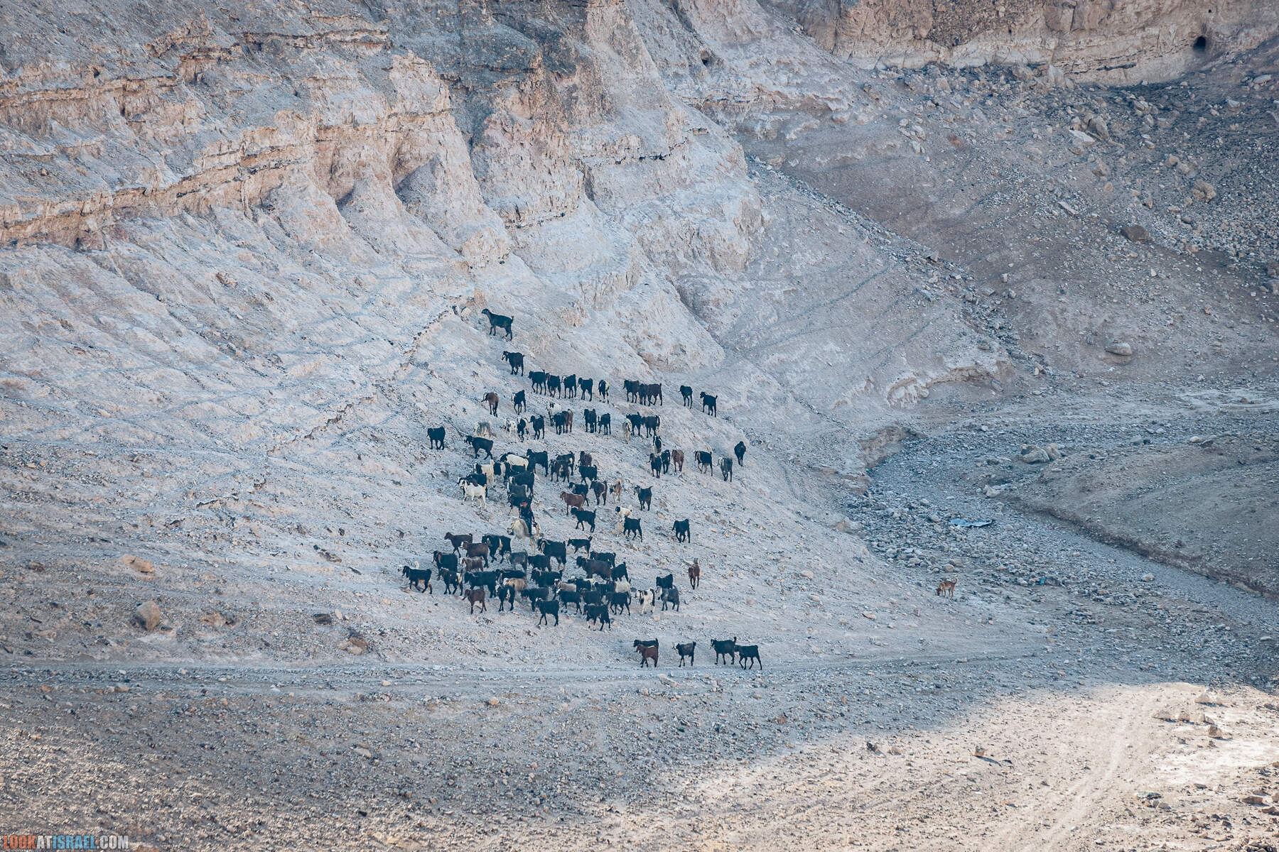 Путешествие корги на джипах по Иудейской пустыне - гора Мунтар (Азазель), монастырь Мар Саба, Гиркания, гора Рас Муакеф