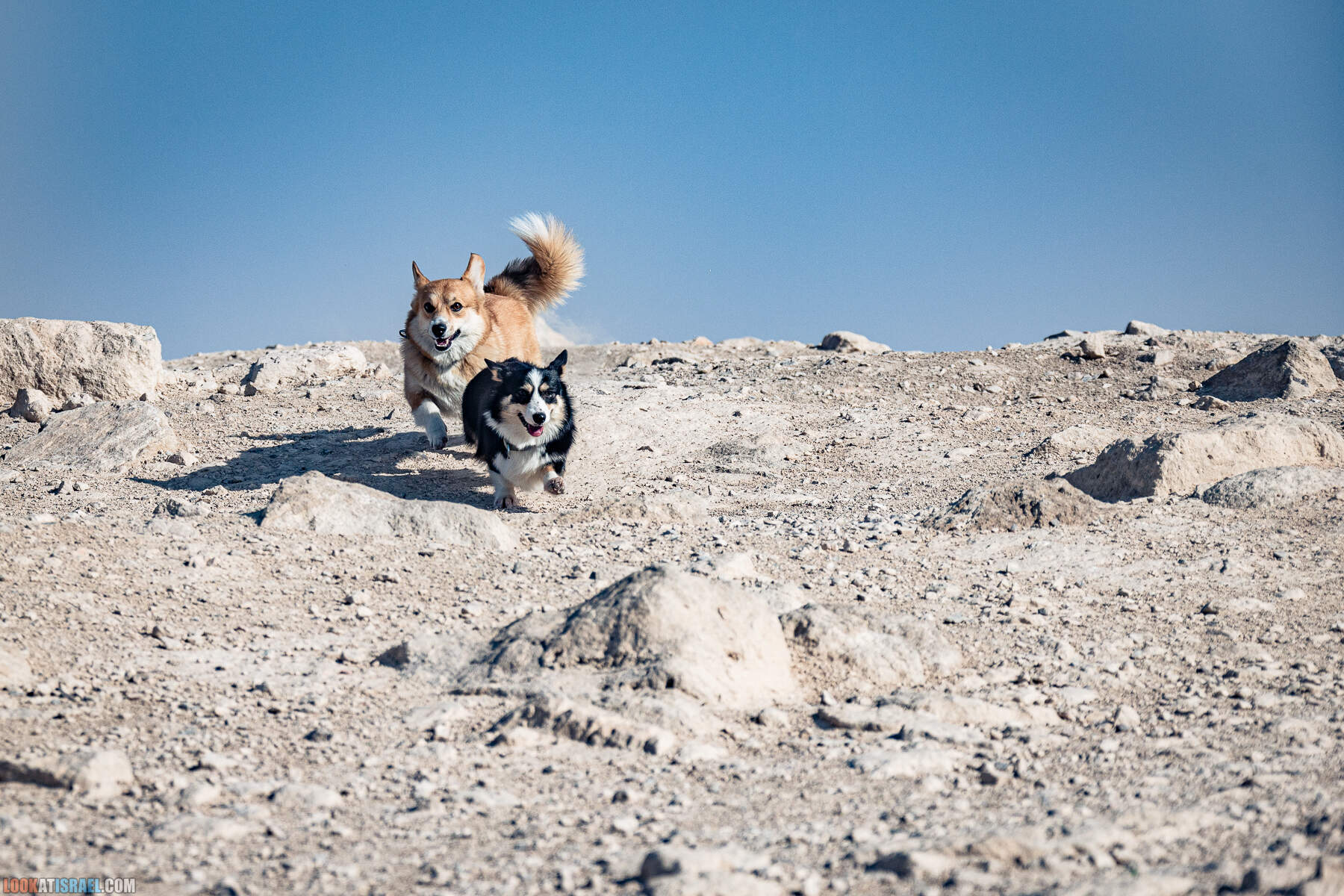 Путешествие корги на джипах по Иудейской пустыне - гора Мунтар (Азазель), монастырь Мар Саба, Гиркания, гора Рас Муакеф