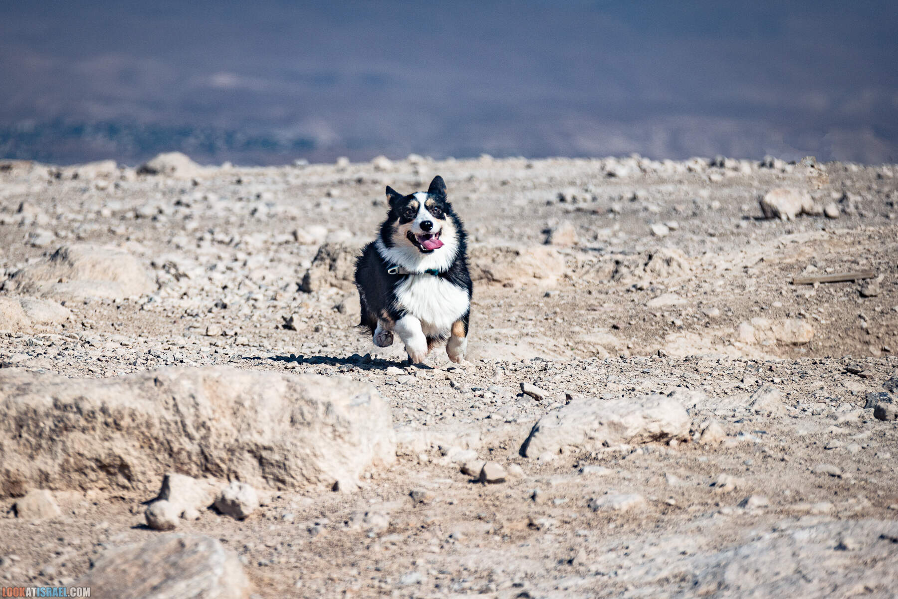 Путешествие корги на джипах по Иудейской пустыне - гора Мунтар (Азазель), монастырь Мар Саба, Гиркания, гора Рас Муакеф