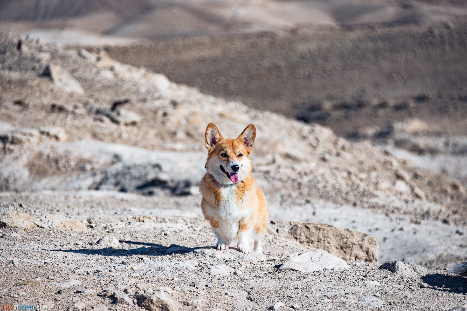 Путешествие корги на джипах по Иудейской пустыне - гора Мунтар (Азазель), монастырь Мар Саба, Гиркания, гора Рас Муакеф
