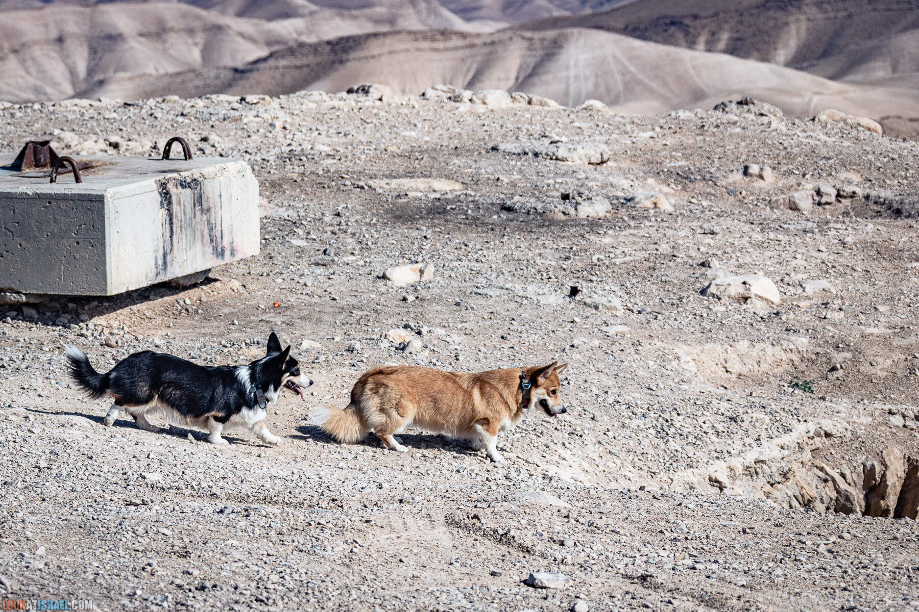 Путешествие корги на джипах по Иудейской пустыне - гора Мунтар (Азазель), монастырь Мар Саба, Гиркания, гора Рас Муакеф