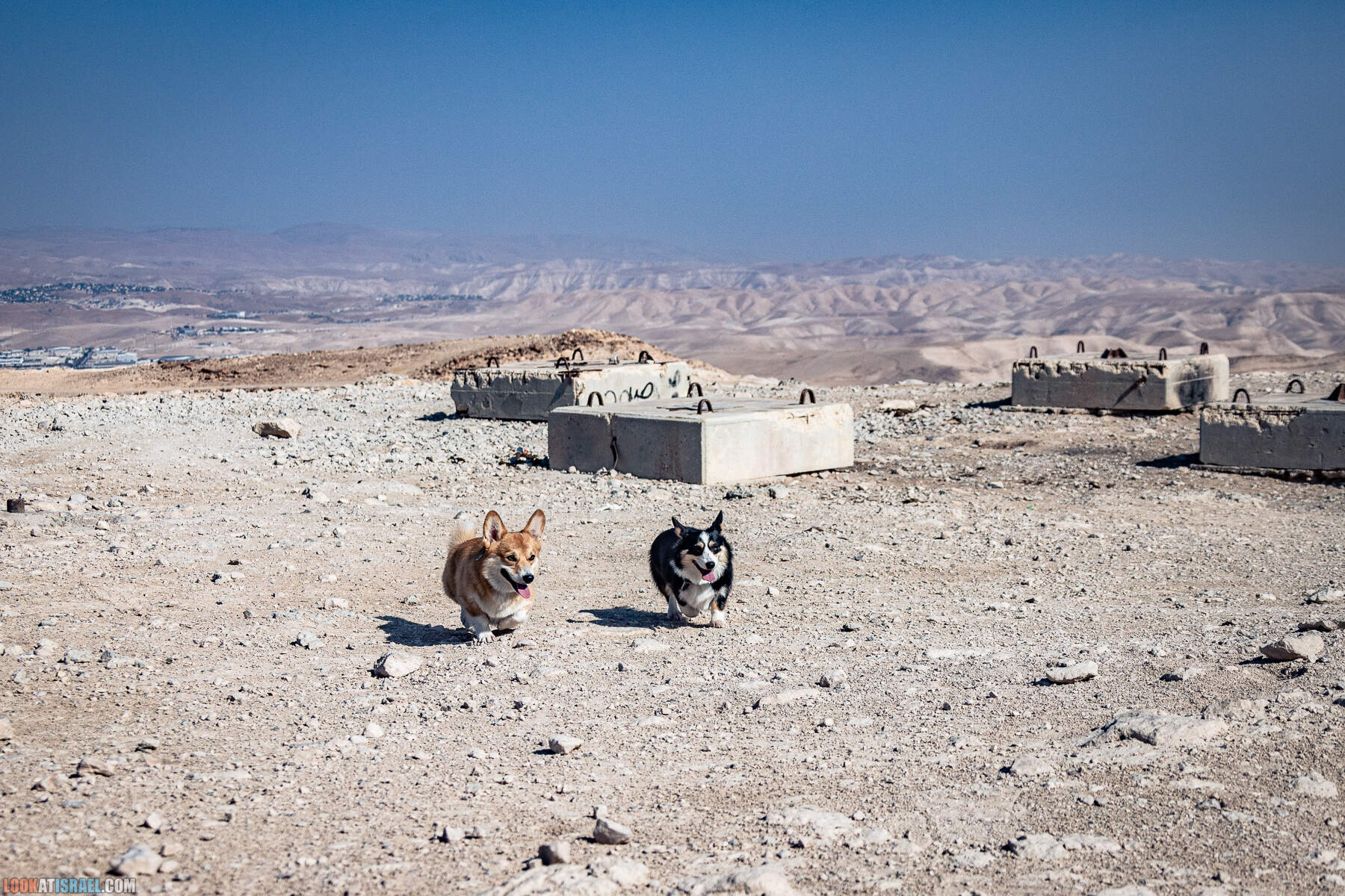 Путешествие корги на джипах по Иудейской пустыне - гора Мунтар (Азазель), монастырь Мар Саба, Гиркания, гора Рас Муакеф