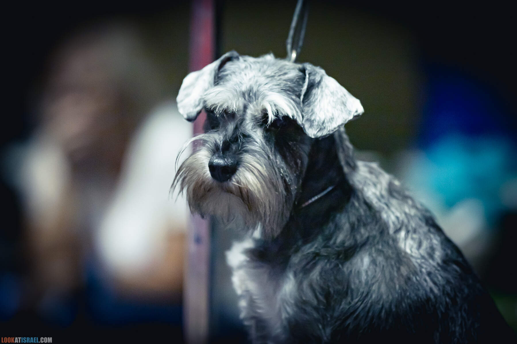 Международная выставка собак в Хайфе, Израиль - 5/11/2022 - International dog show in Haifa, Israel