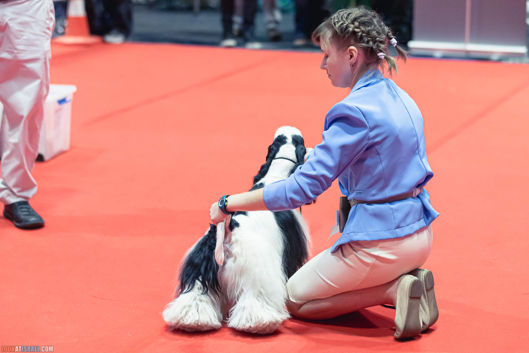 Международная выставка собак в Хайфе, Израиль - 5/11/2022 - International dog show in Haifa, Israel