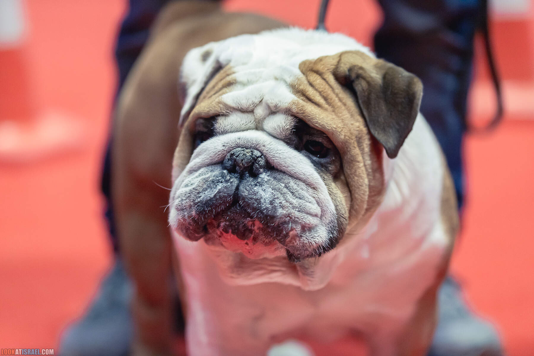 Международная выставка собак в Хайфе, Израиль - 5/11/2022 - International dog show in Haifa, Israel