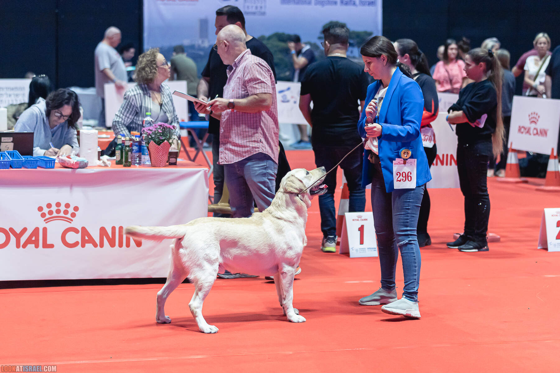 Международная выставка собак в Хайфе, Израиль - 5/11/2022 - International dog show in Haifa, Israel