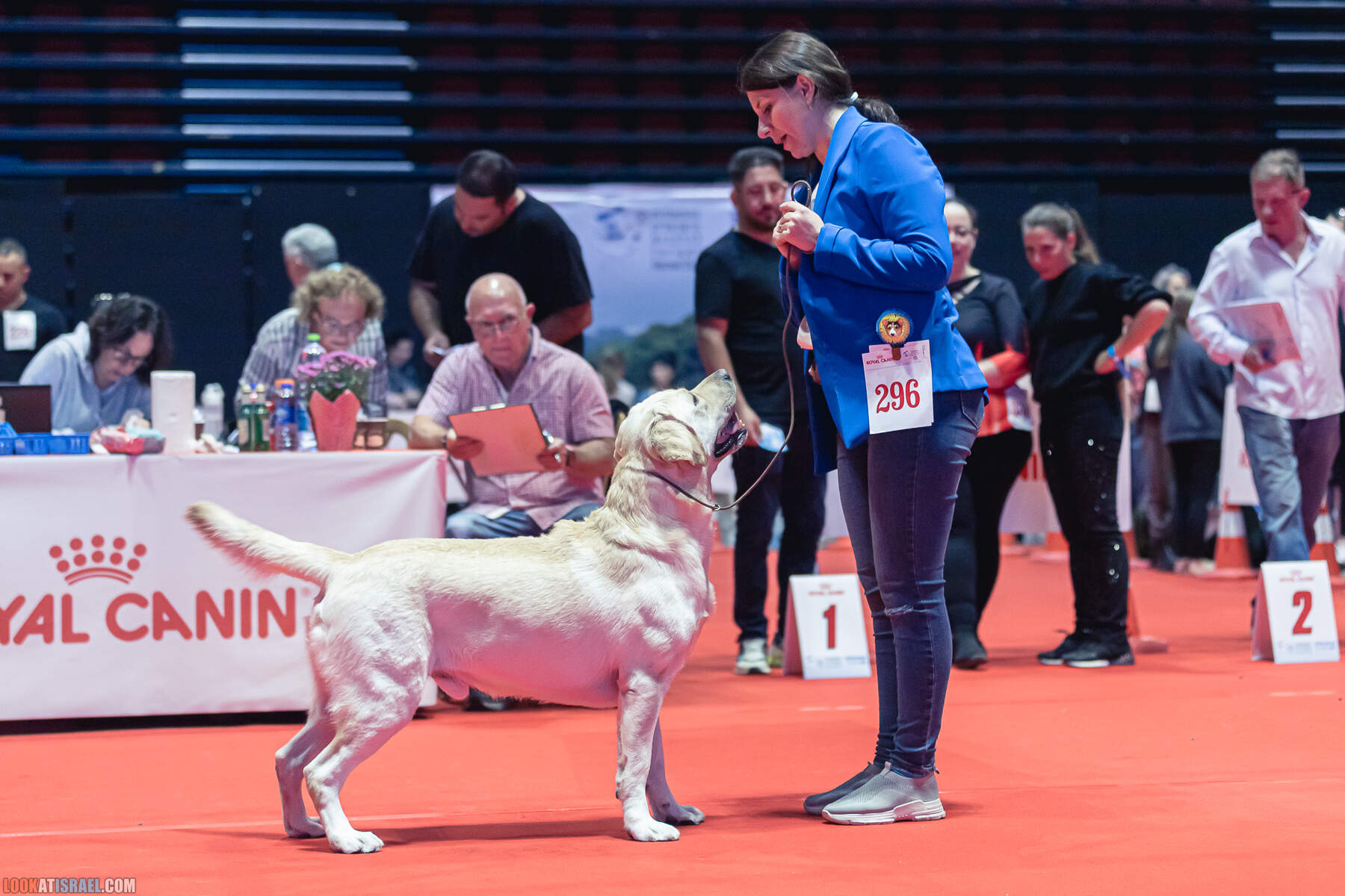 Международная выставка собак в Хайфе, Израиль - 5/11/2022 - International dog show in Haifa, Israel