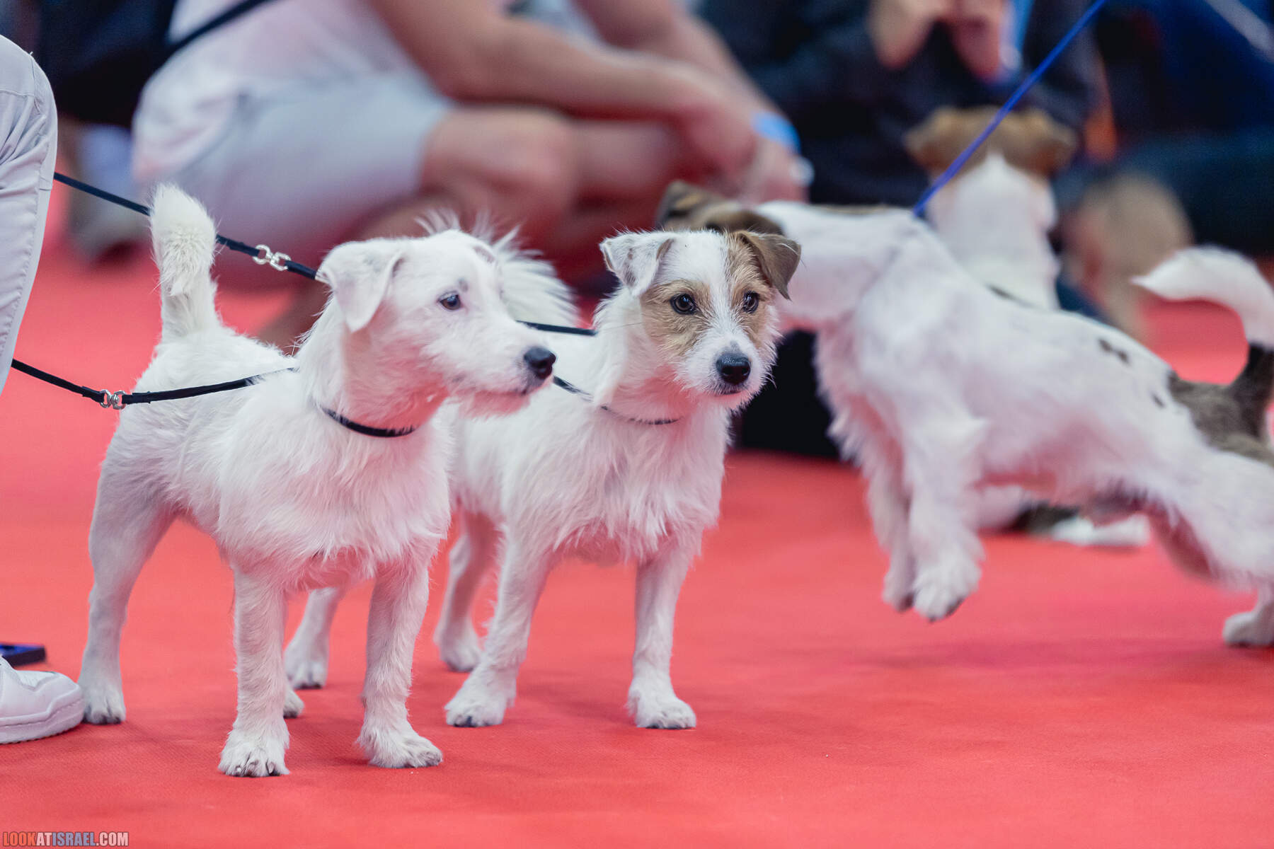 Международная выставка собак в Хайфе, Израиль - 5/11/2022 - International dog show in Haifa, Israel