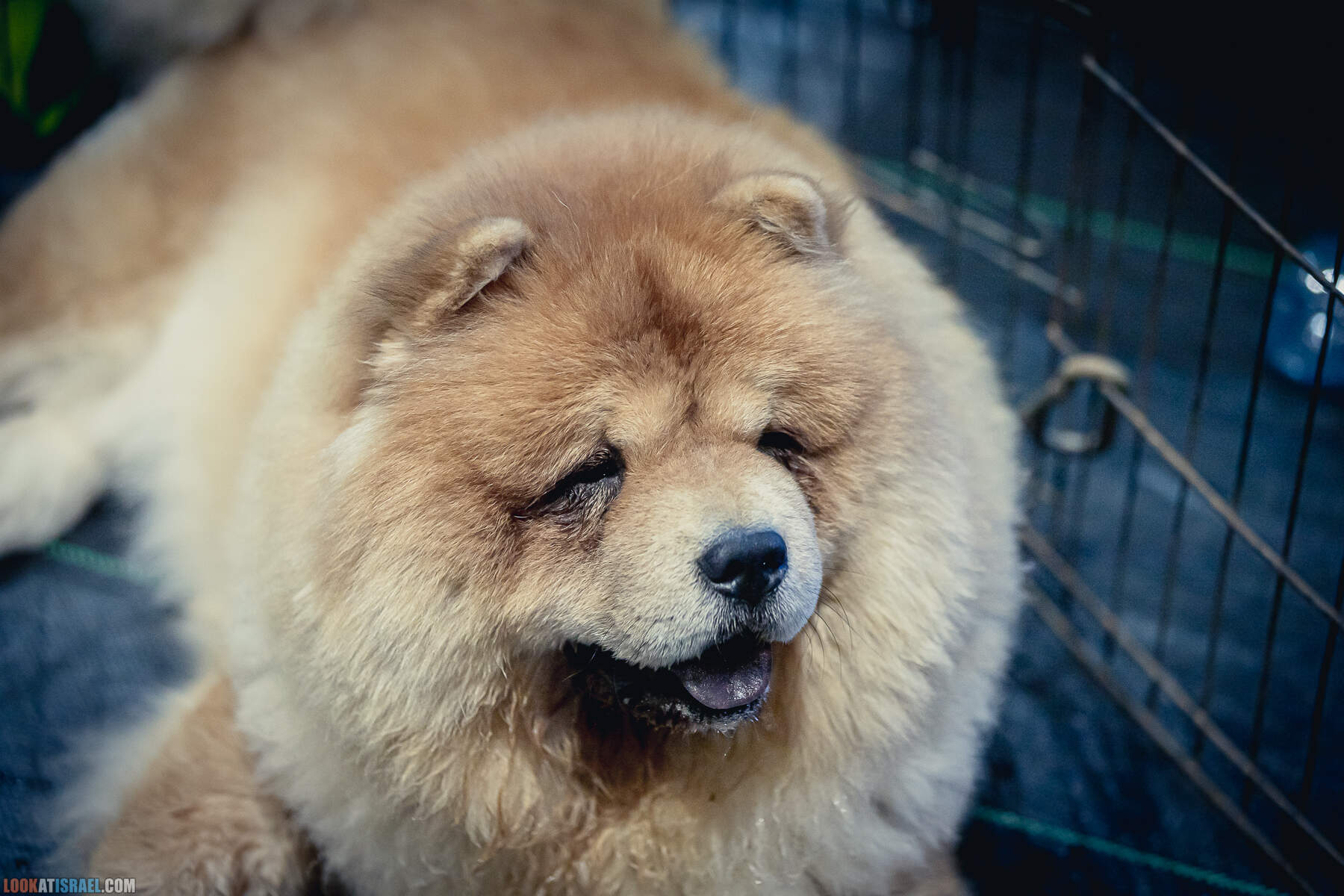 Международная выставка собак в Хайфе, Израиль - 5/11/2022 - International dog show in Haifa, Israel